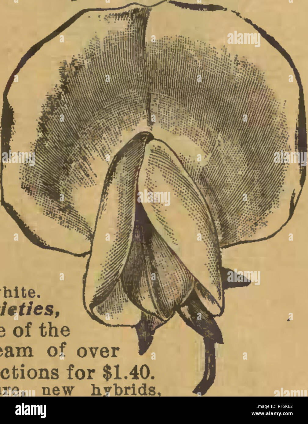 . 20e année. Pépinière Carthage Missouri catalogues ; Graines de legumes ; Catalogues Catalogues de graines de fleurs Graines d'herbes ; catalogues ; Matériel et fournitures de jardinage Catalogues. Il n'y a pas mieux que ces petits pois nous offre, soit dans variété ou la qualité et nos prix sont aussi bas que la "meilleure peut être eu pour. nouhfo/UajuivaAj iLr Crimson cramoisi sur fond blanc. CkJoi. arrosée violets sur fond blanc, rnar. Rougissant Beauté, rose,^^- capot de forme. Adonts, nouvelle rose oeillet, amende. Papillon, teinté blanc lilas. ALdy, peint en rose et blanc. Le Vésuve, très grand repéré. Invinclbie Carmine, n Banque D'Images