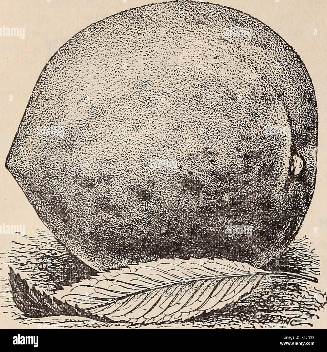 . Katalog und Preis der Deutschen Bamuschule-liste. Beatrice Nebraska de pépinière d'arbres fruitiers ; Catalogues Catalogues Catalogues ; fruits ; plantes ornementales ; catalogues, catalogues des Plants des Arbres. 6 : LISTE DES PÉPINIÈRES ALLEMANDES, Béatrice, de l'ONÉ. C mar^^flrfldje neue Sorte.. Carman-Seljr groft. dans %oxm tberta äfmlid} ©ber. Statungelb gieifä Saden pourri mit.) fit fe^r gart, öon fernem efdjmacf fefjr faftig ©unb. S)er 3*aum fo tote bie Fruchtaugen^fe jmb minter r = bart, mel)als fo r bie mie (glberta. ®te atler* befte ©do 511m unb SSerfenben gäule toofyl Don frei, bie befte profitabelste vize-auSSenmin sorte unb Banque D'Images