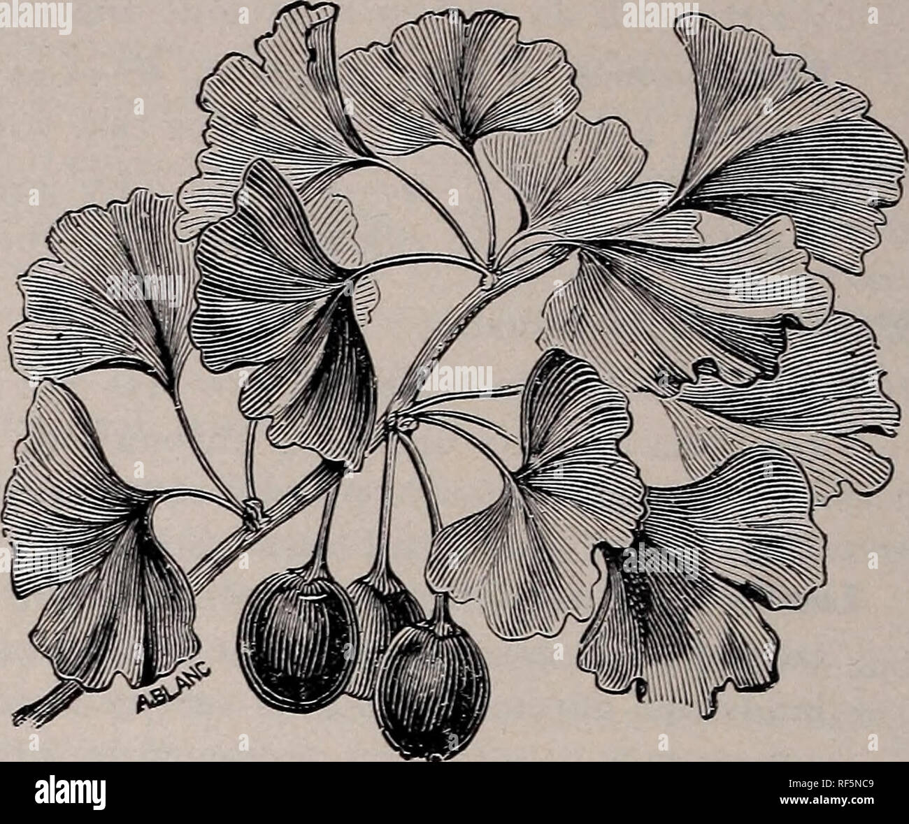 Catalogue Fruits Arbres Dornement Arbustes Rosiers