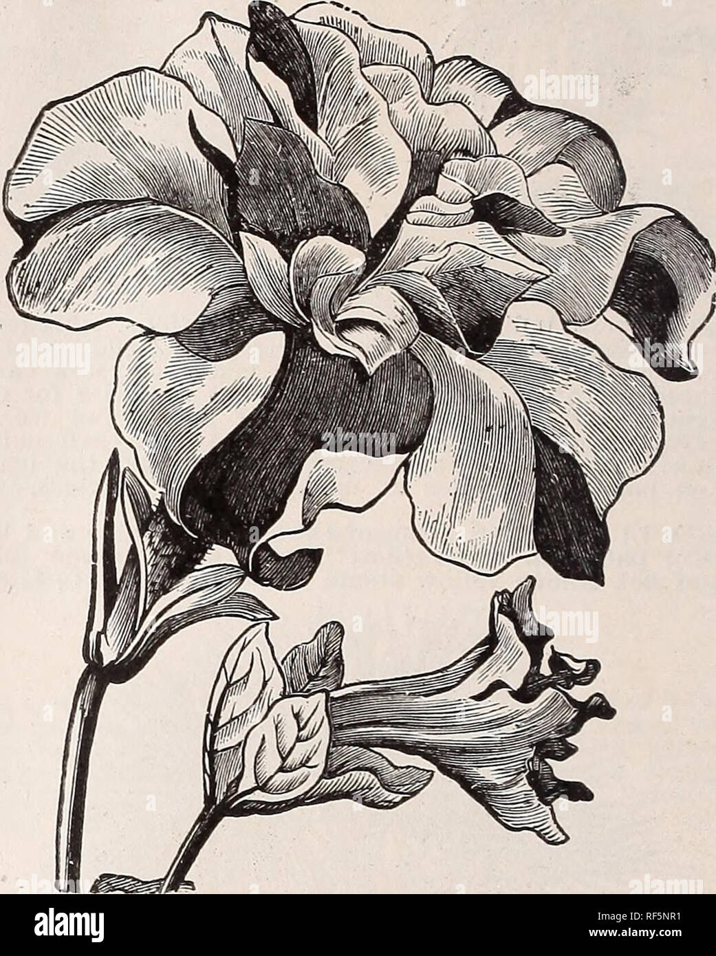 . Catalogue. Pépinière Kentucky Louisville catalogues ; pépinières (Horticulture) Kentucky Louisville catalogues ; plantes, fleurs ornementales ; catalogues ; Catalogues Catalogues des Plants des Arbres arbustes ; les catalogues. JAMES VICK. L'amélioration. Il s'agit d'une amélioration décidé sur notre vieux trier, James M. Vick, envoyés par nous quelques il y a 11 ans. Son habitude est plus compajit dwarfer et et fleurit plus tôt et est constamment en fleurs. Lumineux. Sin- gle écarlate. 10, 25 cents à 1 $. DOUBLE-floraison écarlate. 10, 25, 50 cents pour ^. DOUBLE-floraison, blanc. 10, 25, 50 cents à J3. Grenadier nain. Variété ancienne, seule. 20, 60 ce Banque D'Images