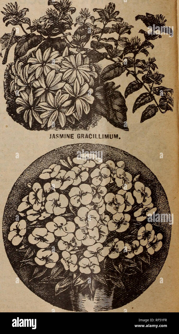 . 1902 catalogue illustré : de belles fleurs et des graines qui poussent pour chaque maison. Les catalogues de l'Ohio de pépinière ; catalogues ; bulbes graines de fleurs (plantes) ; les plantes ornementales, les Catalogues Catalogues ; Graines de catalogues. SOUVENIR DE BONNE. LINUM TRIGYNUM. Une plante en fleurs de l'hiver d'ereat la beauté, qui produisent dans la plus grande ])rofusion de très grandes fleurs voyantes, oi une couleur jaune vif. Une com- vlete masse de bloom pour un long moment au cours de l'hiver. L'un des plus beaux bloomers d'hiver il est possible d'avoir. Fleurs de la taille d'une gloire du matin. Petite plnnts fleurissent abondamment, et devenir plus beau Banque D'Images