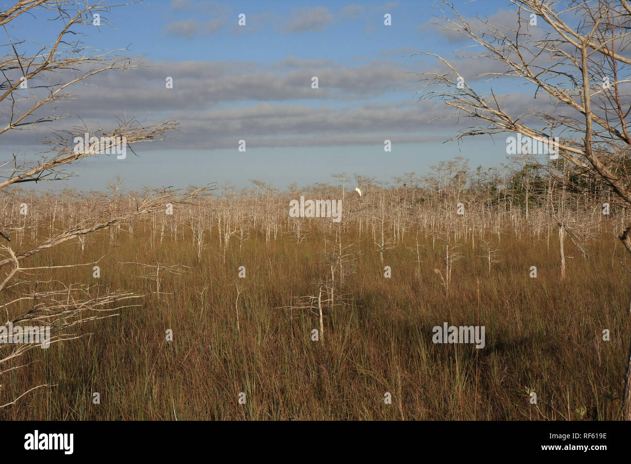 Le Cyprès nain de sawgrass prairie Parc National des Everglades, en Floride. Banque D'Images