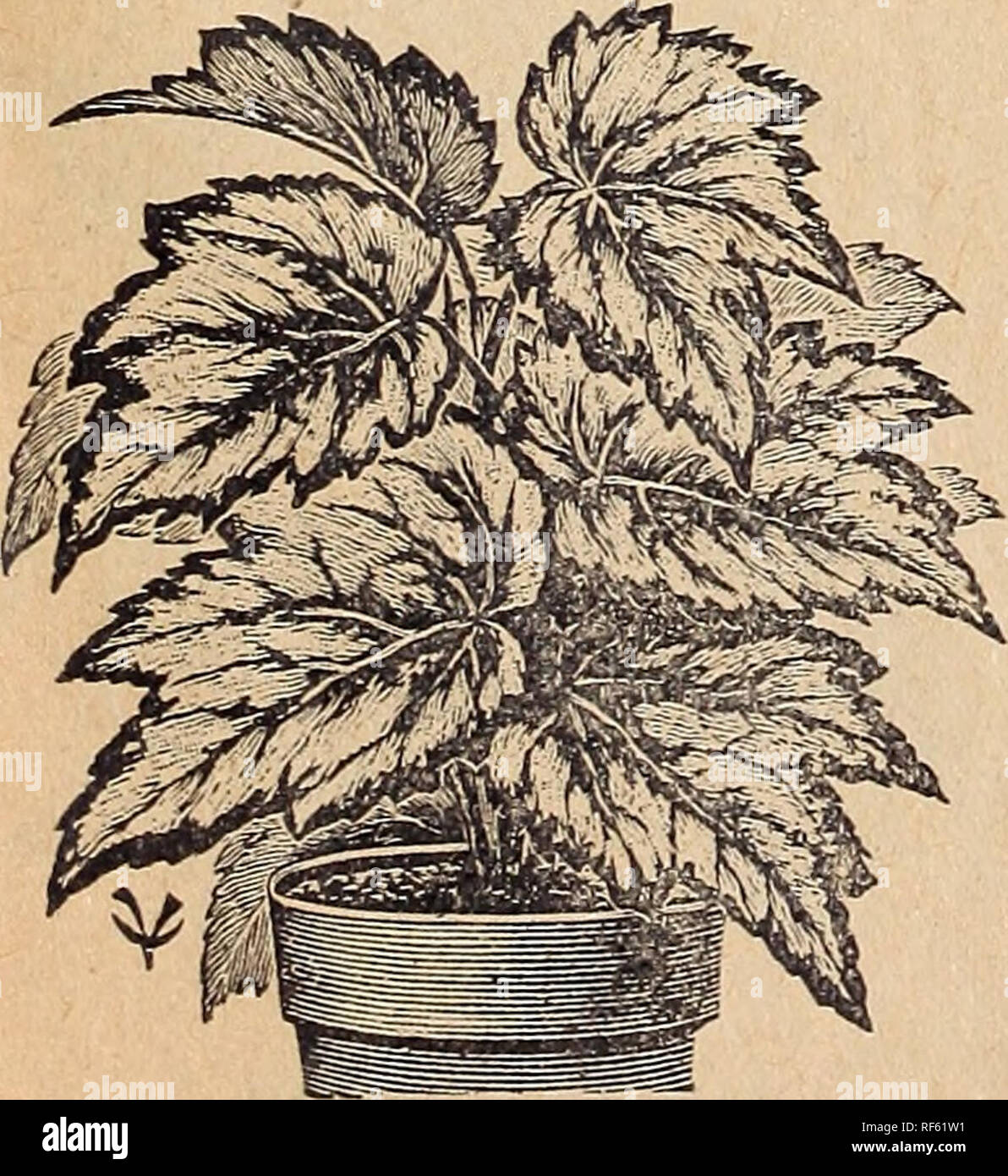 . I.N. Kramer &AMP ; fils, les semenciers et les fleuristes. Pépinière Cedar Rapids Iowa ; catalogues de graines de légumes graines de fleurs ; Catalogues Catalogues ; Matériel et fournitures de jardinage Catalogues. Begonia Rex SCHMIDTH-beau vert, noir profond feuillage ombragé ; fleurs blanc rosâtre. CIO. MULTIFLORA-Flowers rose ; très beau 15e. BERTHA DE CHATEAUROCHRE-UN-groseille rouge ; l'un des meilleurs. 10c. AGROSTIGMA-grandes feuilles, blanc tacheté. Des grappes de fine-s flowei blanc pur. 10c. ROSEUM-belle nuance de rose. 15c. ARGENTEA GUTTATA-pourpre, feuilles de bronze, de forme oblongue, avec des marques argentées, et est en veille Banque D'Images