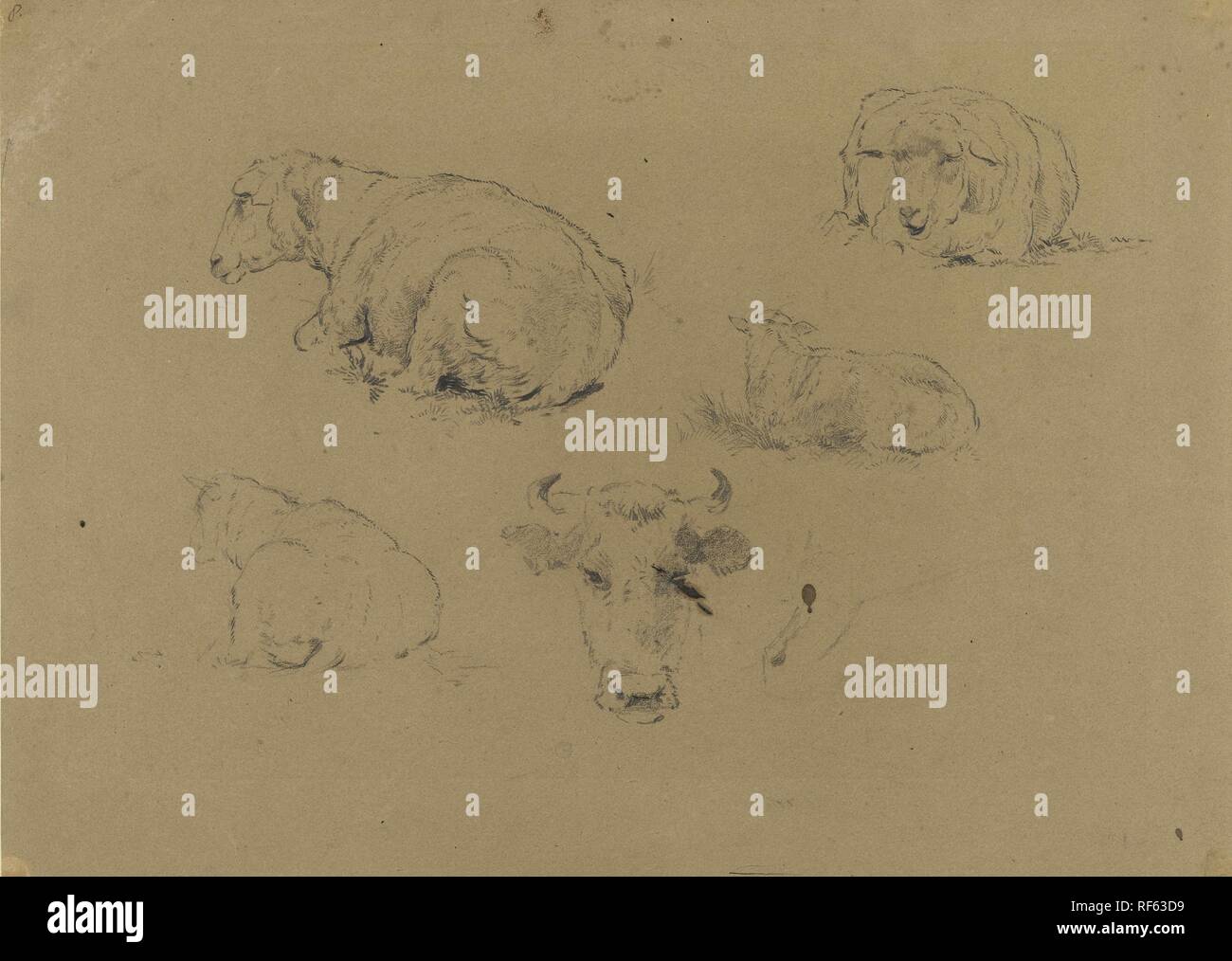 Quatre études d'une brebis et un d'une vache. Rapporteur pour avis : Gerard Bilders. Dating : 1848 - 1865. Dimensions : H 235 mm × W 325 mm. Musée : Rijksmuseum, Amsterdam. Banque D'Images