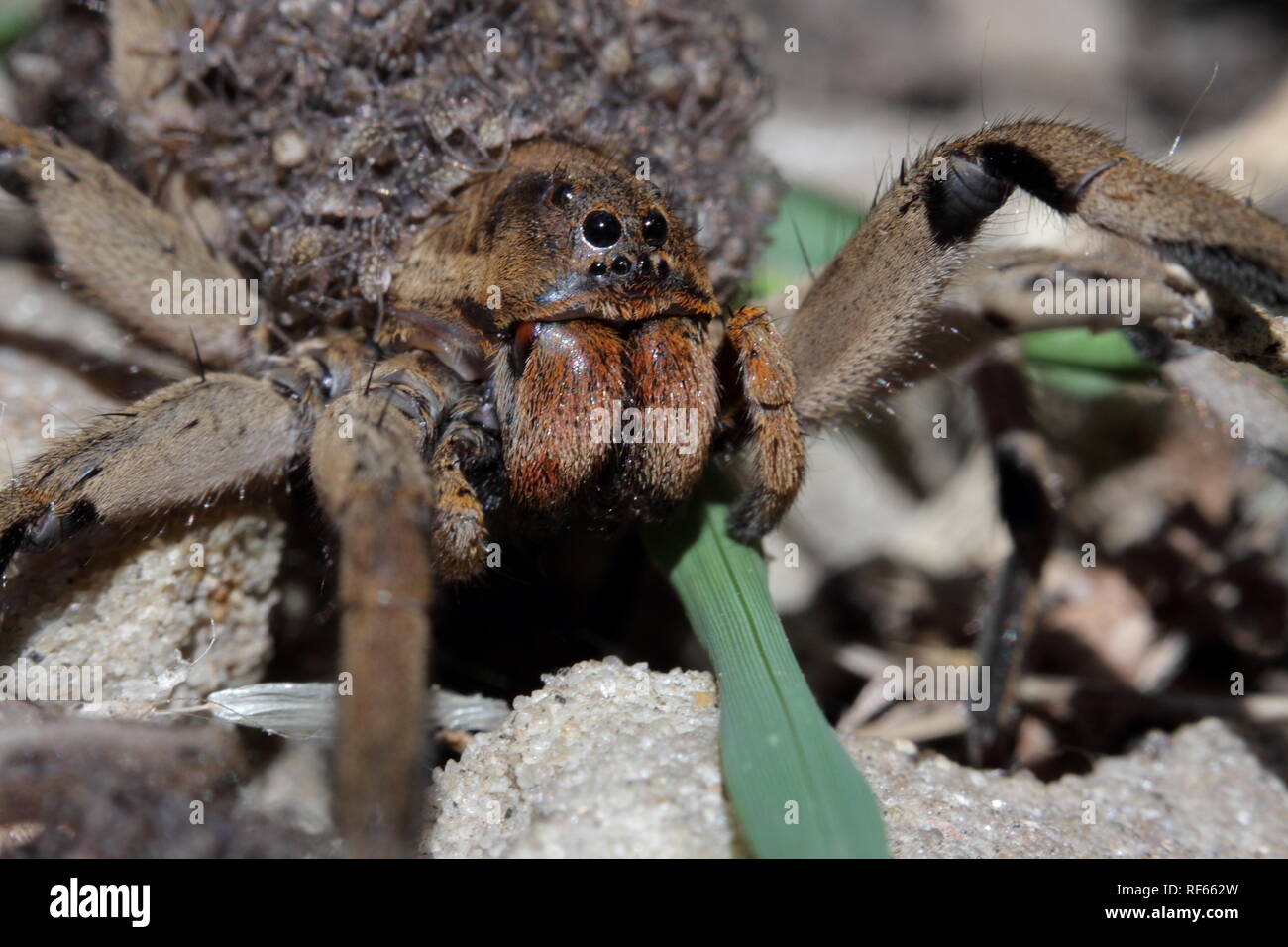 Mere Araignee Qui Porte Les Bebes Araignees Dans Son Corps Photo Stock Alamy