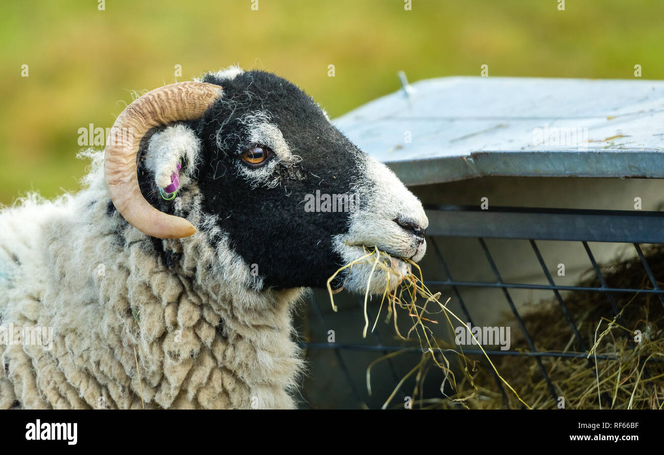 Brebis Swaledale, brebis. Gros plan de la tête et des épaules de l'agneau. Swaledale est la race indigène dans Yorkshire, Angleterre, Royaume-Uni. Horizontal.paysage Banque D'Images