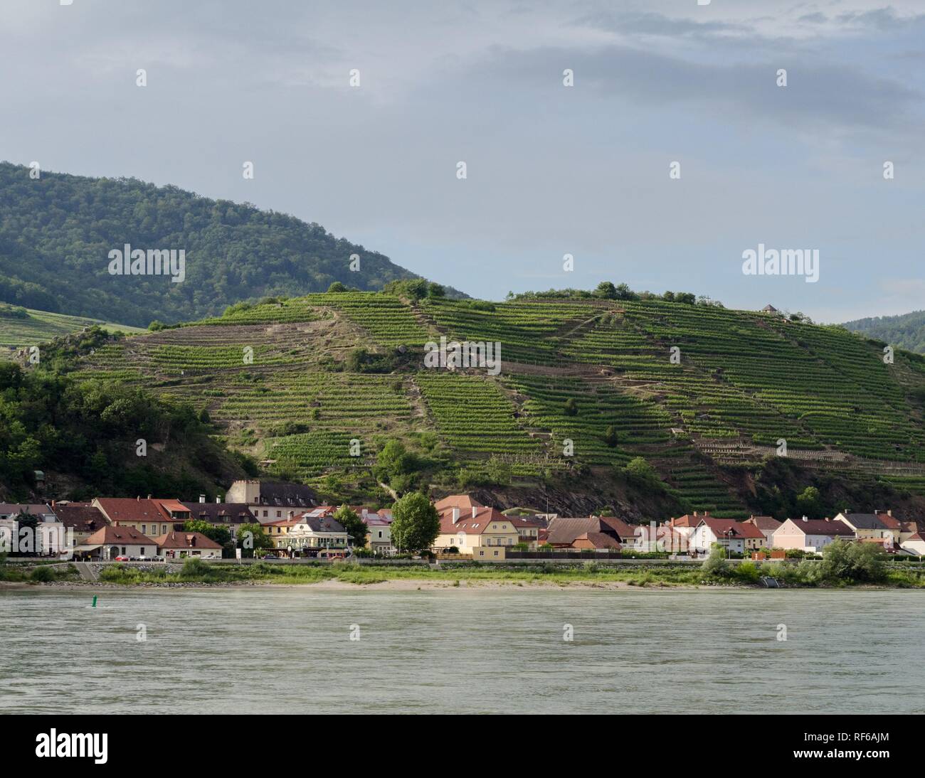 La campagne le long du Danube en Autriche comme vu de la piste cyclable du Danube. Il y a des niveaux en terrasse dans les collines près de Spitz. Banque D'Images