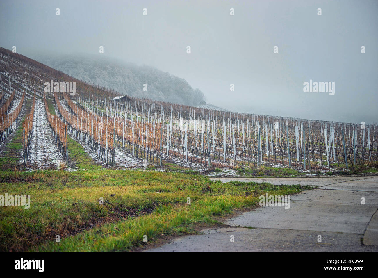 Les vignes à glacées Banque D'Images