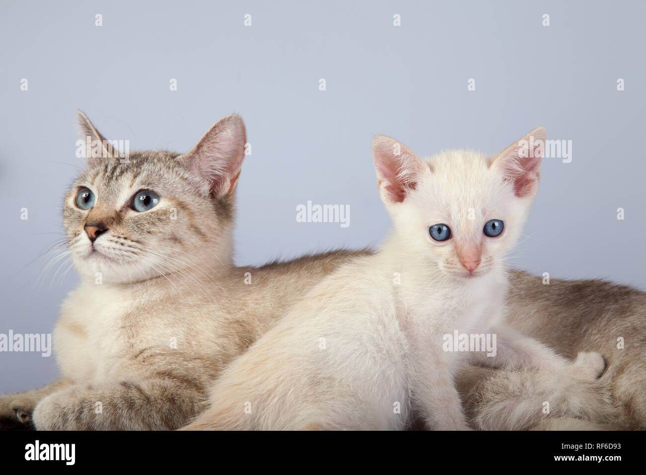Un Chat Siamois Sur Un Fond Blanc Des Profils Siam Tabby Point A Point Rouge Kitty Photo Stock Alamy