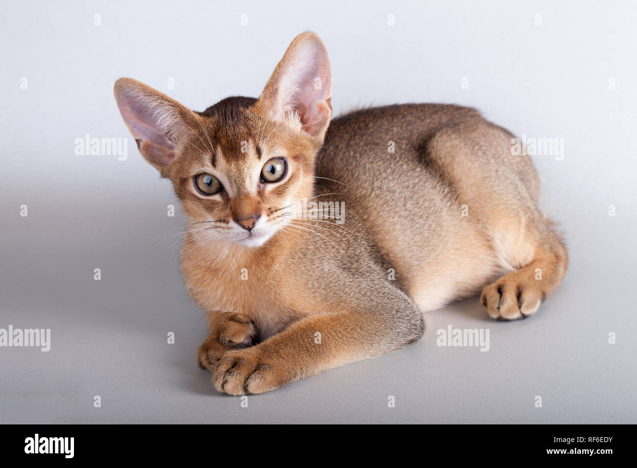 Un Petit Chat Abyssin Ruddy Kitty Sur Un Fond Gris Photo Stock Alamy Un Petit Chat Abyssin Ruddy Kitty Sur Un Fond Gris Photo Stock Alamy