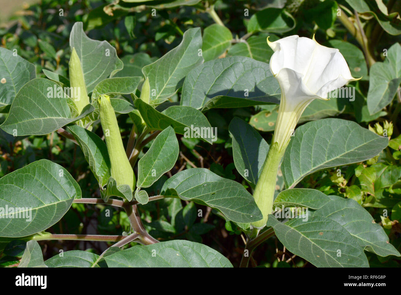 Angel's Trumpet, Engelstrompeten, angyaltrombita, Brugmansia sp. Banque D'Images