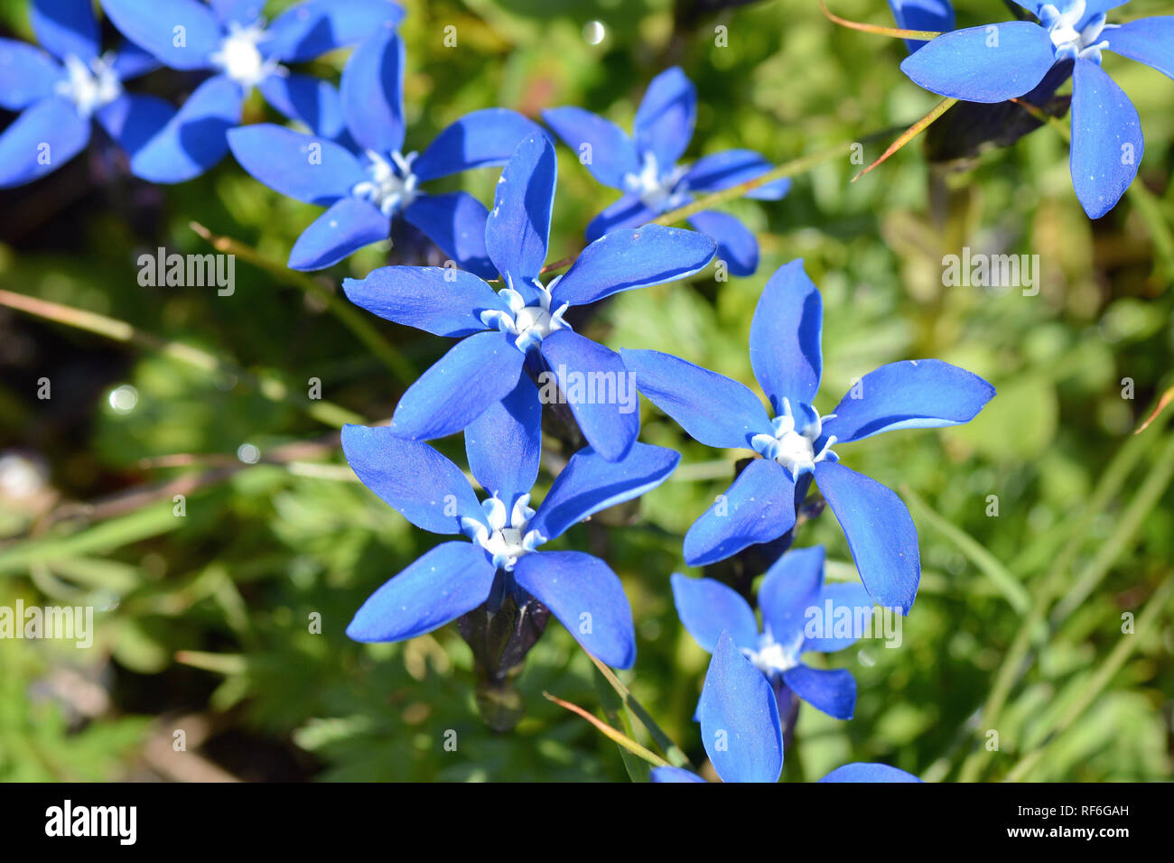 Spring gentian, Fühlings-Enzian, tavaszi tárnics, encián, Gentiana verna, Autriche, Alpes, Europe Banque D'Images