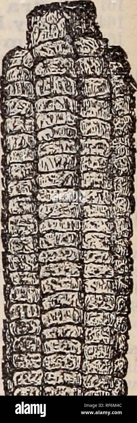 . La page : annuel de semences semences, bulbes, plantes, roses, les arbres fruitiers, la vigne. Pépinière New York (État) ; Catalogues Catalogues ; Graines de légumes graines de fleurs Plantes ornementales ; catalogues, catalogues de graines de graminées ; catalogues. 264.* Début de la perfection, une nouvelle variété de maïs doux qui vient d'être présenté et, par essais, se trouve être un excellent choix. Les tiges sont fortes et vigoureuses, croître de près de 5 pieds de haut et produisant de grandes oreilles entièrement à l'abri de charbon, bien rempli de 10 à 12 rangées de .juteux, doux, très bien assaisonné de maïs. Nous recommandons à tous nos clients d'essayer au moins une petite quantité de ce sw Banque D'Images