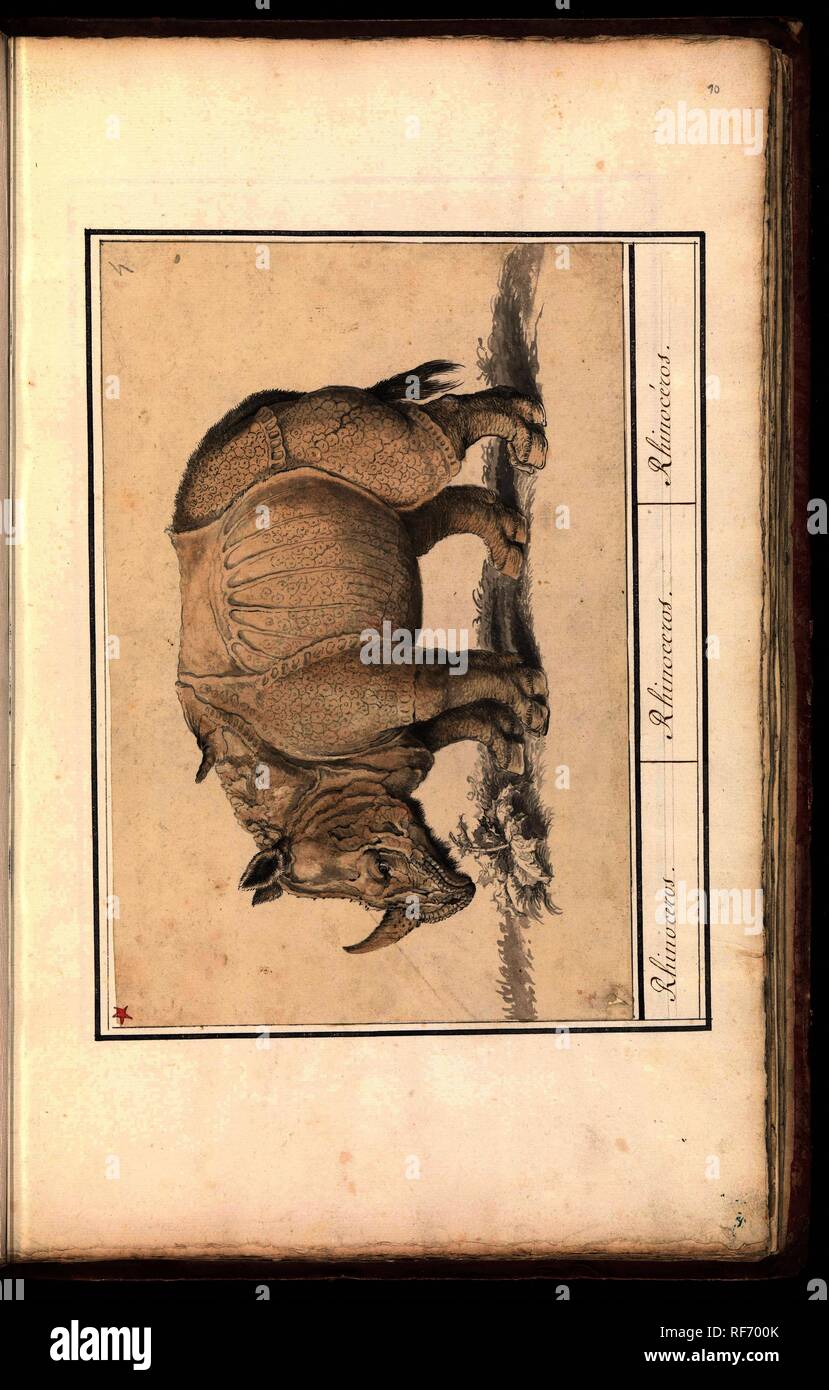 Indische neushoorn (Rhinoceros unicornis). Rhinocerus. / Rhinoceros. / Rhinocéros. (Titre sur l'objet). Artiste : Albrecht Dürer. Rapporteur pour avis : anonyme. Dating : 1790 - 1814. Lieu : sud des Pays-Bas. Dimensions : H 181 mm × W 272 mm. Musée : Rijksmuseum, Amsterdam. Banque D'Images