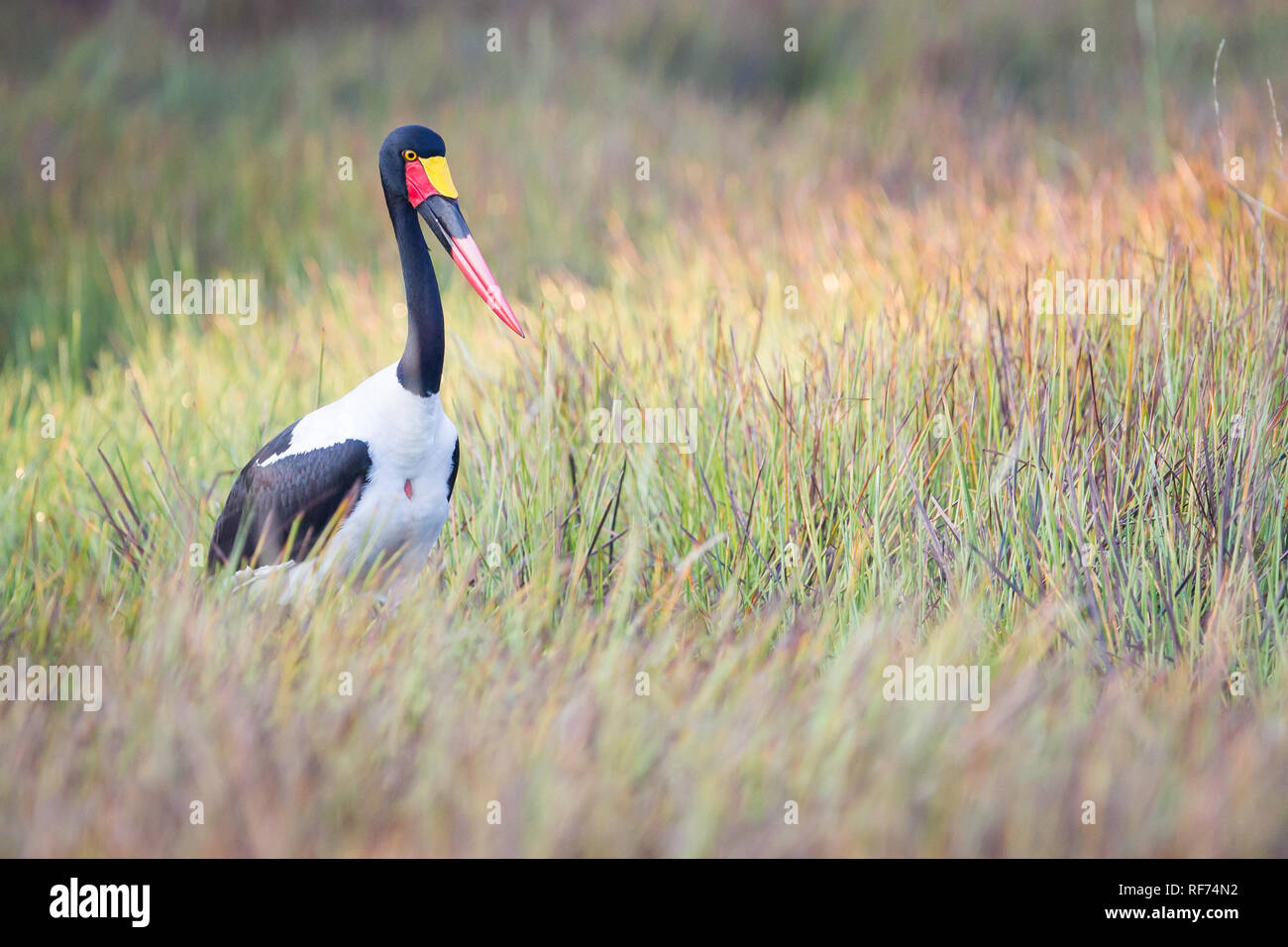 Saddle-billed Stork, Ephippiorhynchus senegalensis, est aussi qu'il chasse dans les prairies, Kafue National Park, Zambie Banque D'Images