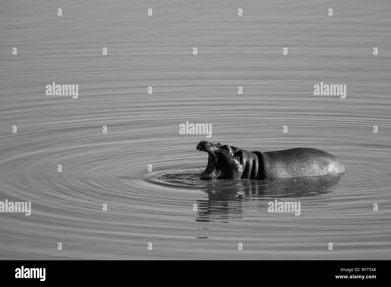 Les jeunes hippopotames sont assez communs comme cela ludique d'hippopotame, Hippopotamus amphibius, la création d'anneaux dans un barrage dans le parc national de Hwange, Zimbabwe Banque D'Images