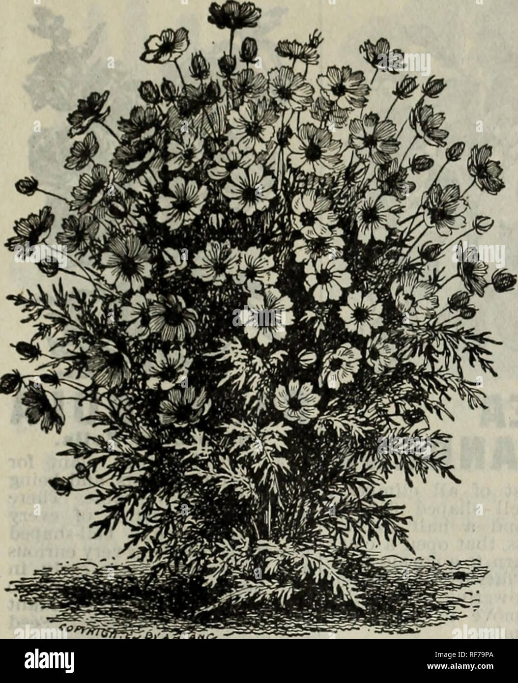 Annuel 1901 Le Jardin Pepiniere New York Etat Catalogues