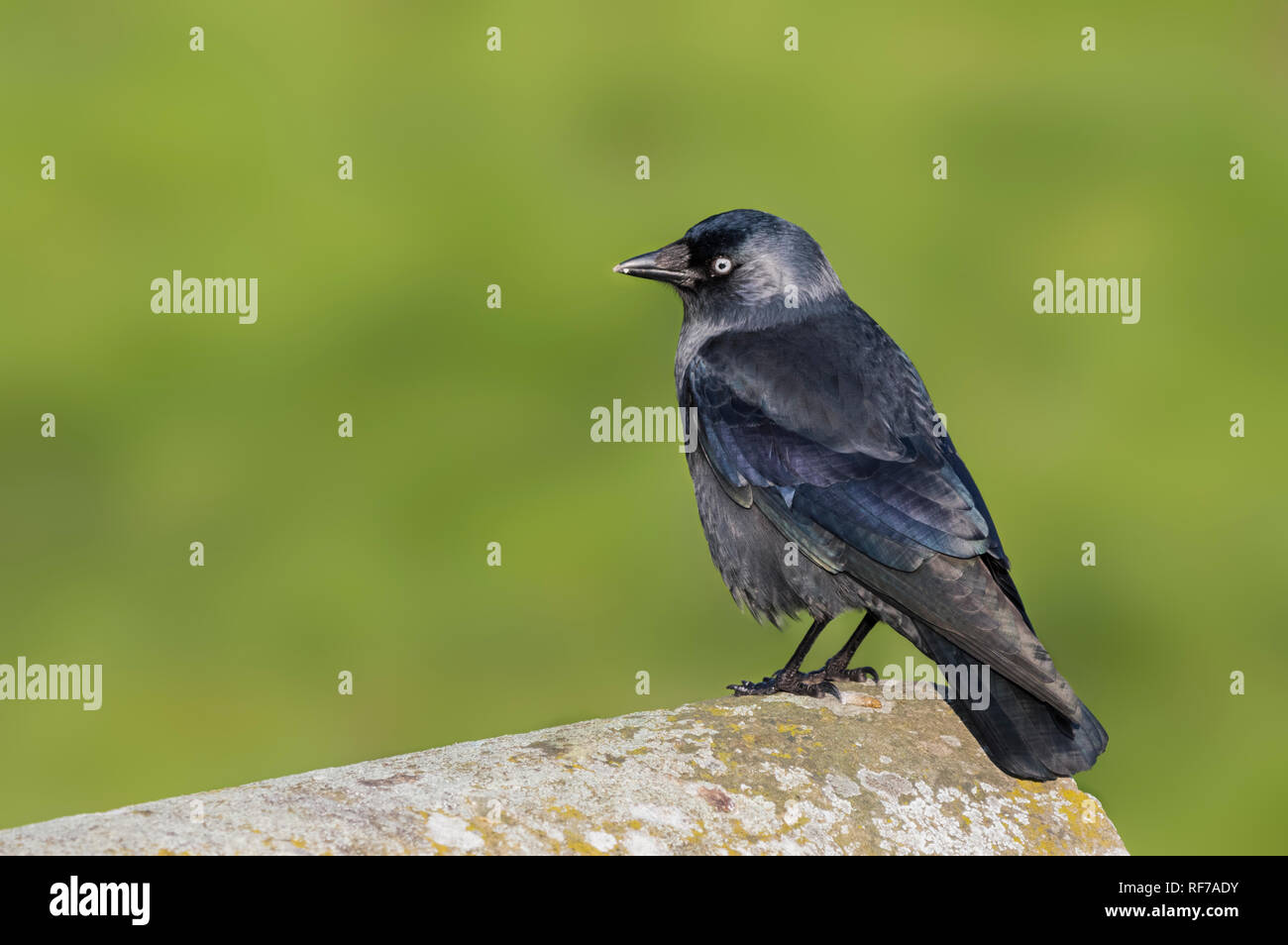 Vue latérale d'un Western Jackdaw (Corvus monedula) perché sur un mur en hiver dans le West Sussex, Angleterre, Royaume-Uni. Avec l'exemplaire de l'espace. Banque D'Images