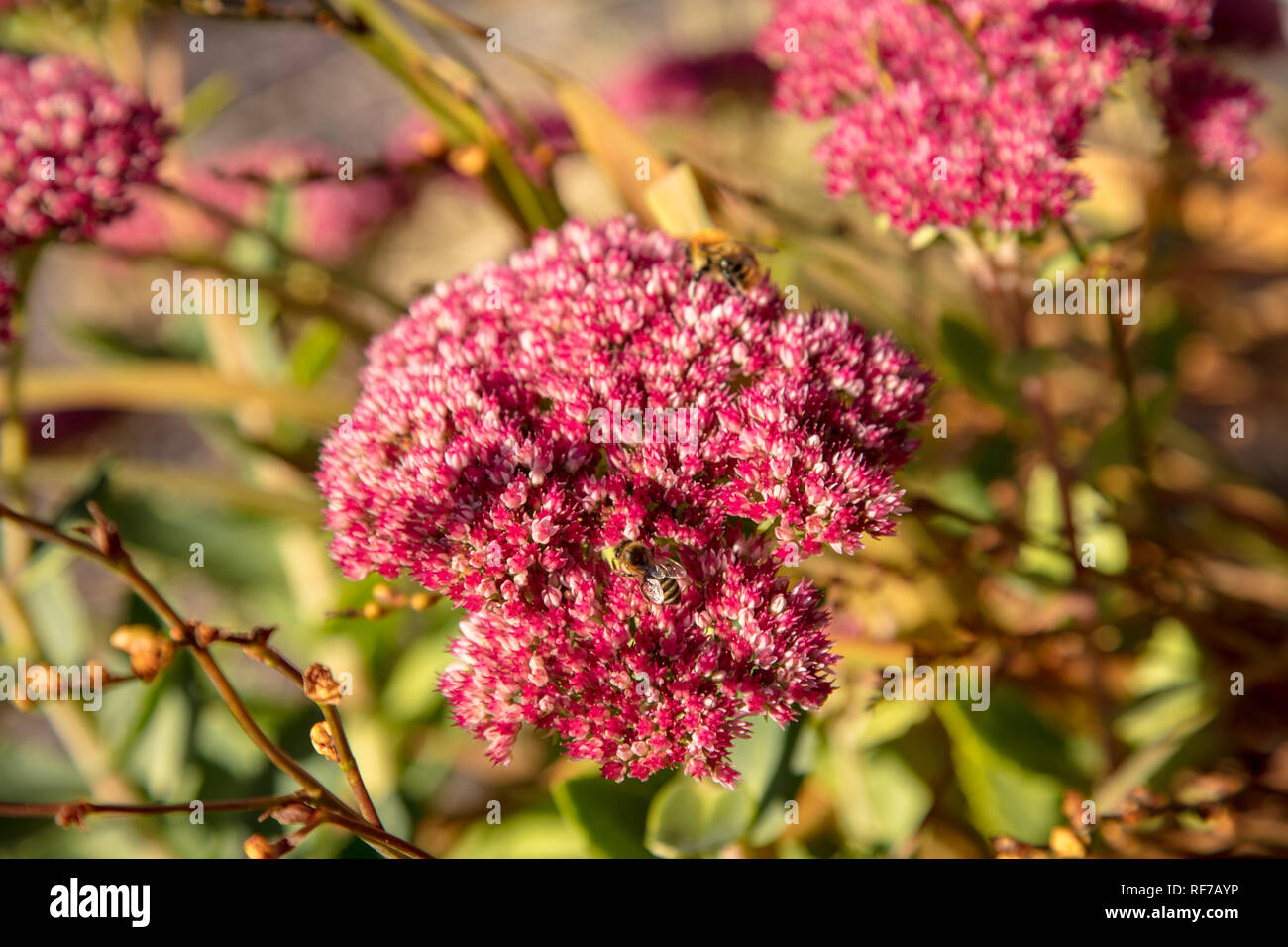 Guêpe et abeille sur fleur rose Banque D'Images