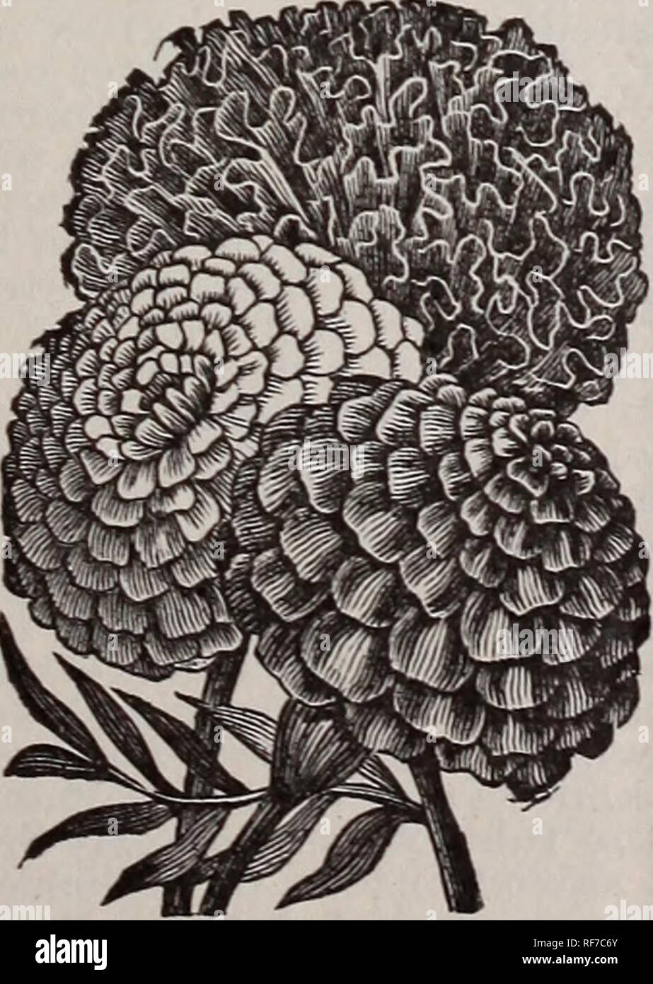 . Goodell's seed catalogue. Le Massachusetts de pépinière ; Catalogues Catalogues fleurs ; graines de plantes ornementales ; catalogues, catalogues. Amélioration de l'AFRI- POUVEZ MARIGOLD El Dorado : c'est la plus belle souche de Mari africain- or encore produit. Les fleurs sont de 3 à 4 pouces de diamé- ter, très simple et plus parfaitement imbriquées et stretch, une seule plante souvent de 50 à 75- débit en même temps. Les couleurs passent par toutes les nuances de jaune de très léger à l'orange le plus primrose ; couleurs mélangées, . 10 nouveaux soucis. MARIGOLD, l'amélioration de l'Anglais : celles-ci ont une profusion de très petites d Banque D'Images