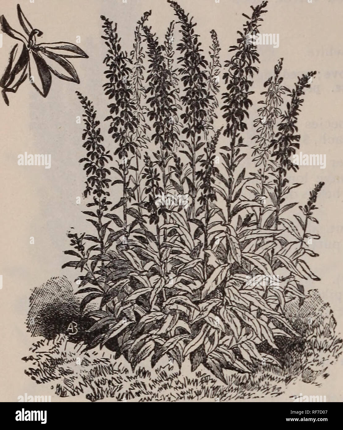 Fougères Rustiques Les Fleurs Arbustes Roses Etc Le