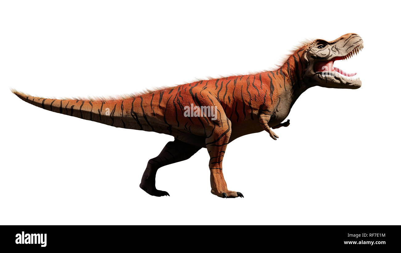 Tyrannosaurus rex, dinosaure T-rex de la période jurassique (rendu 3D sur un dino, isolé sur fond blanc) Banque D'Images