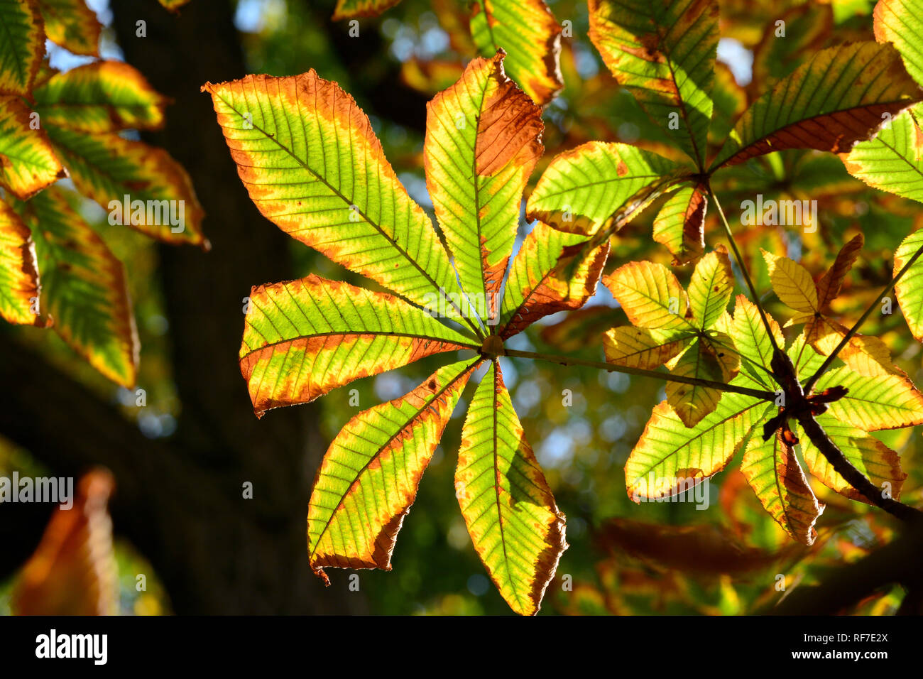 Horse-chestnut tree, conker ou Gewöhnliche Rosskastanie vadgesztenye, gesztenyefa, Aesculus hippocastanum, Banque D'Images