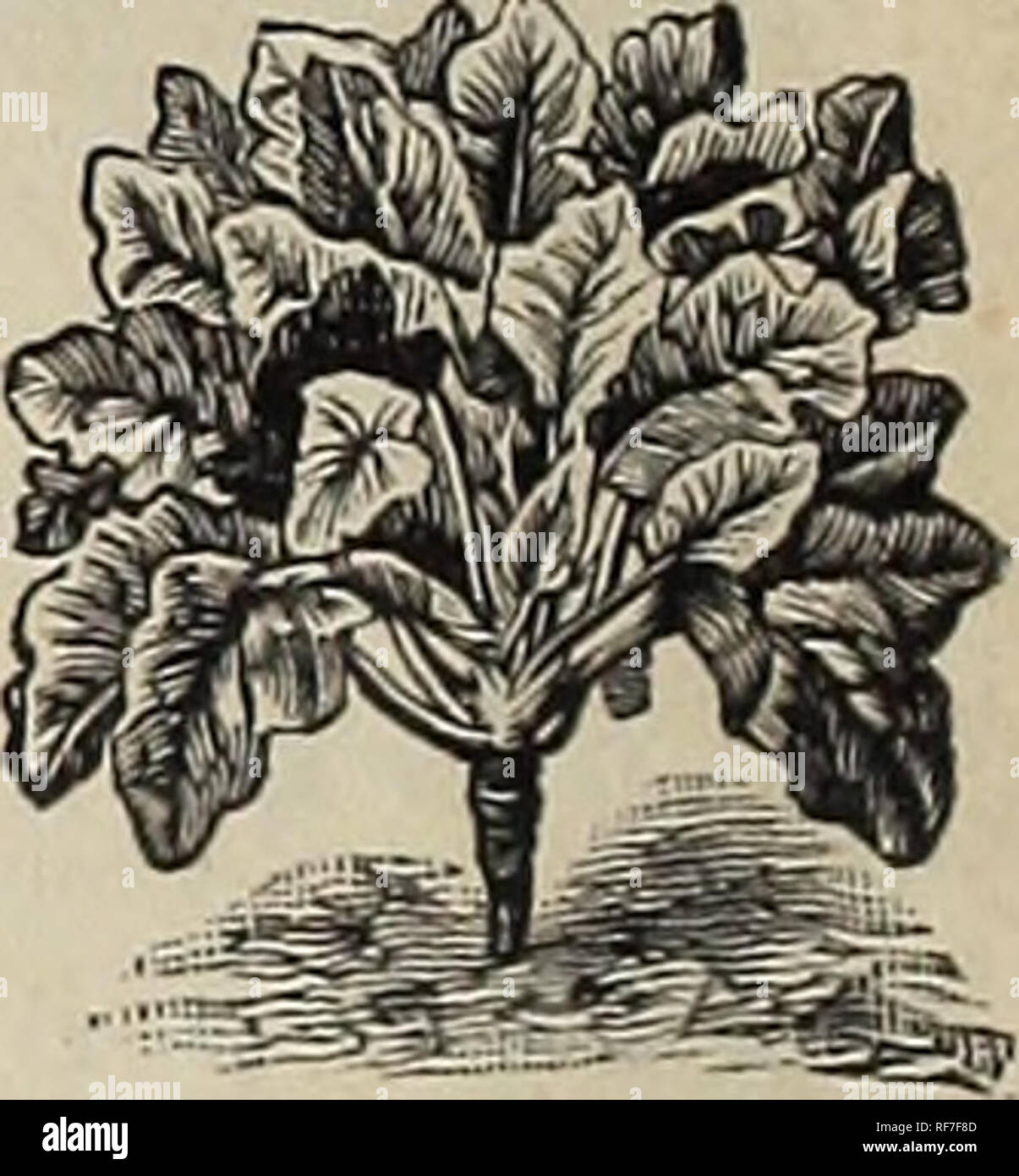 . Légumes, de fleurs &AMP ; les semences agricoles : printemps 1900. Pépinière de l'État de New York (New York) ; Catalogues Catalogues de graines de légumes graines de graminées ; catalogues ; graines de fleurs catalogues ; Matériel et fournitures de jardinage Catalogues. Cerfeuil gondolé. Salade de maïs ou Fetticus. L'allemand, l'Ackersalat Vvench jfefce-.,.-Vaeha Valenamlla, Espagnol. Un onnce sèmera 150 lee" de l'exercice. Cette excellente salade peut être eu l'ye"™™dt-,vS" dans huit pouces de distance exercices couvrant les graines IgWyM^^n° Pr au sol par une lumière couvrant le foin ou la litière, je il seeu peuvent à grosses graines. La plus populaire variété cultivée. Par pkt., 5 ct Banque D'Images