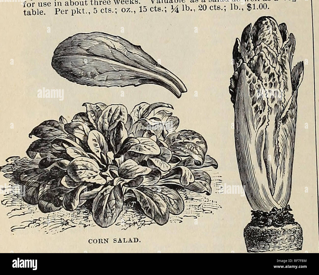 . Légumes, de fleurs &AMP ; les semences agricoles : printemps 1900. Pépinière de l'État de New York (New York) ; Catalogues Catalogues de graines de légumes graines de graminées ; catalogues ; graines de fleurs catalogues ; Matériel et fournitures de jardinage Catalogues. Cerfeuil gondolé. Salade de maïs ou Fetticus. L'allemand, l'Ackersalat Vvench jfefce-.,.-Vaeha Valenamlla, Espagnol. Un onnce sèmera 150 lee" de l'exercice. Cette excellente salade peut être eu l'ye"™™dt-,vS" dans huit pouces de distance exercices couvrant les graines IgWyM^^n° Pr au sol par une lumière couvrant le foin ou la litière, je il seeu peuvent à grosses graines. La plus populaire variété cultivée. Par pkt., 5 ct Banque D'Images