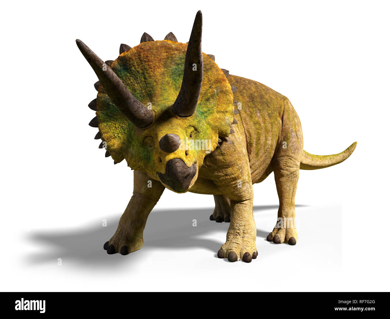 Triceratops horridus de la fin du Crétacé, entre 66 et 68 millions d'années (3d render avec ombre isolé sur fond blanc) Banque D'Images