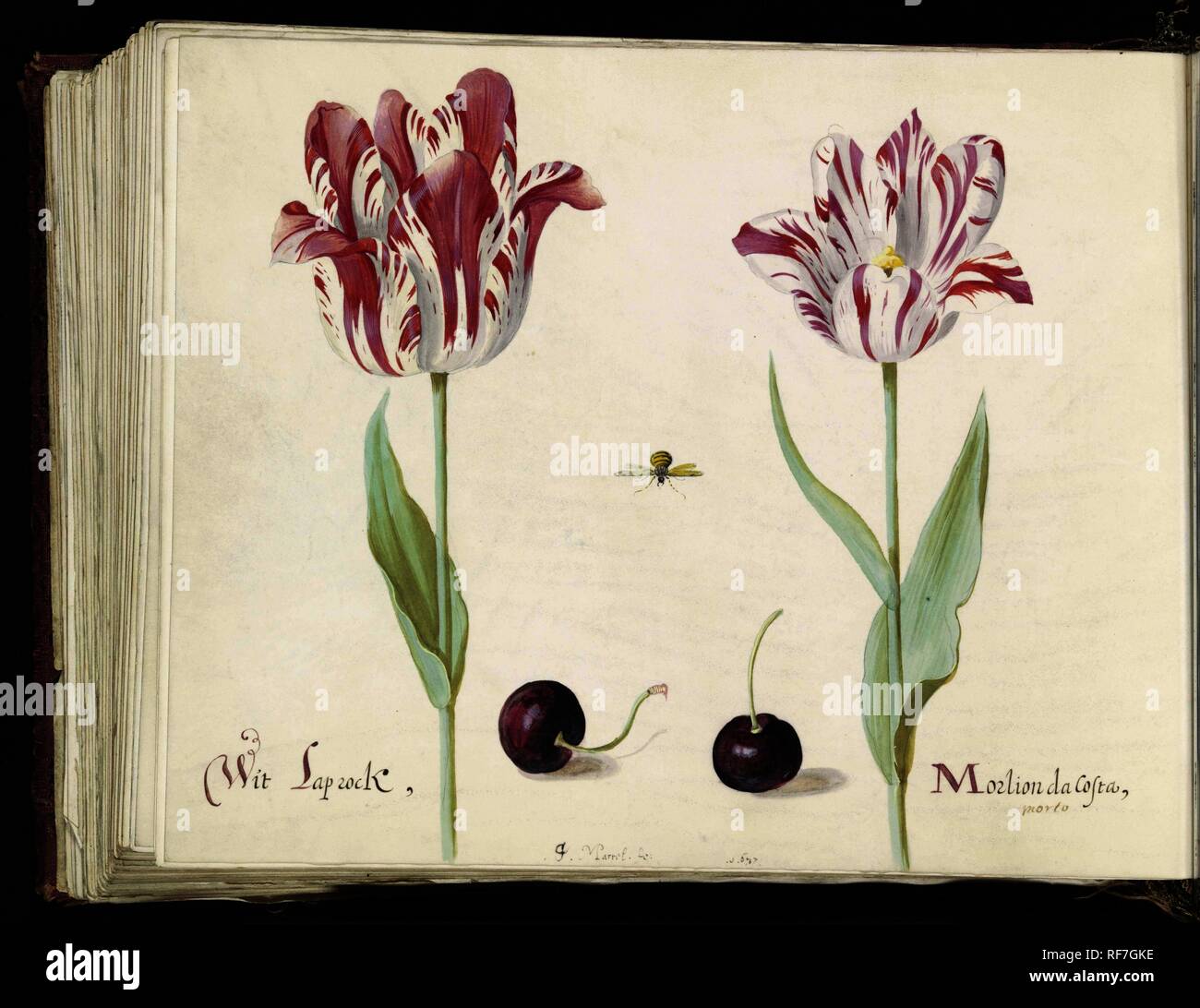 Tulpen Twee twee rencontré kersen en bij. Laprock / Morlion Wit da Costa (titre sur l'objet). Rapporteur pour avis : Jacob Marrel (mentionné sur l'objet). Dating : 1637. Dimensions : H 265 mm × W 335 mm. Musée : Rijksmuseum, Amsterdam. Banque D'Images