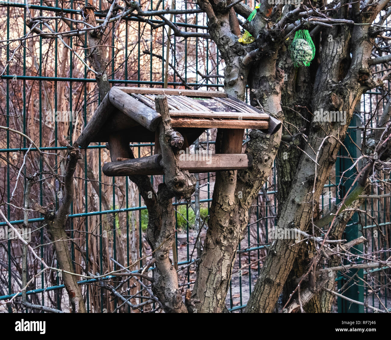 Berlin, Mitte.Boîte de reproduction des oiseaux dans un milieu urbain hedge Banque D'Images