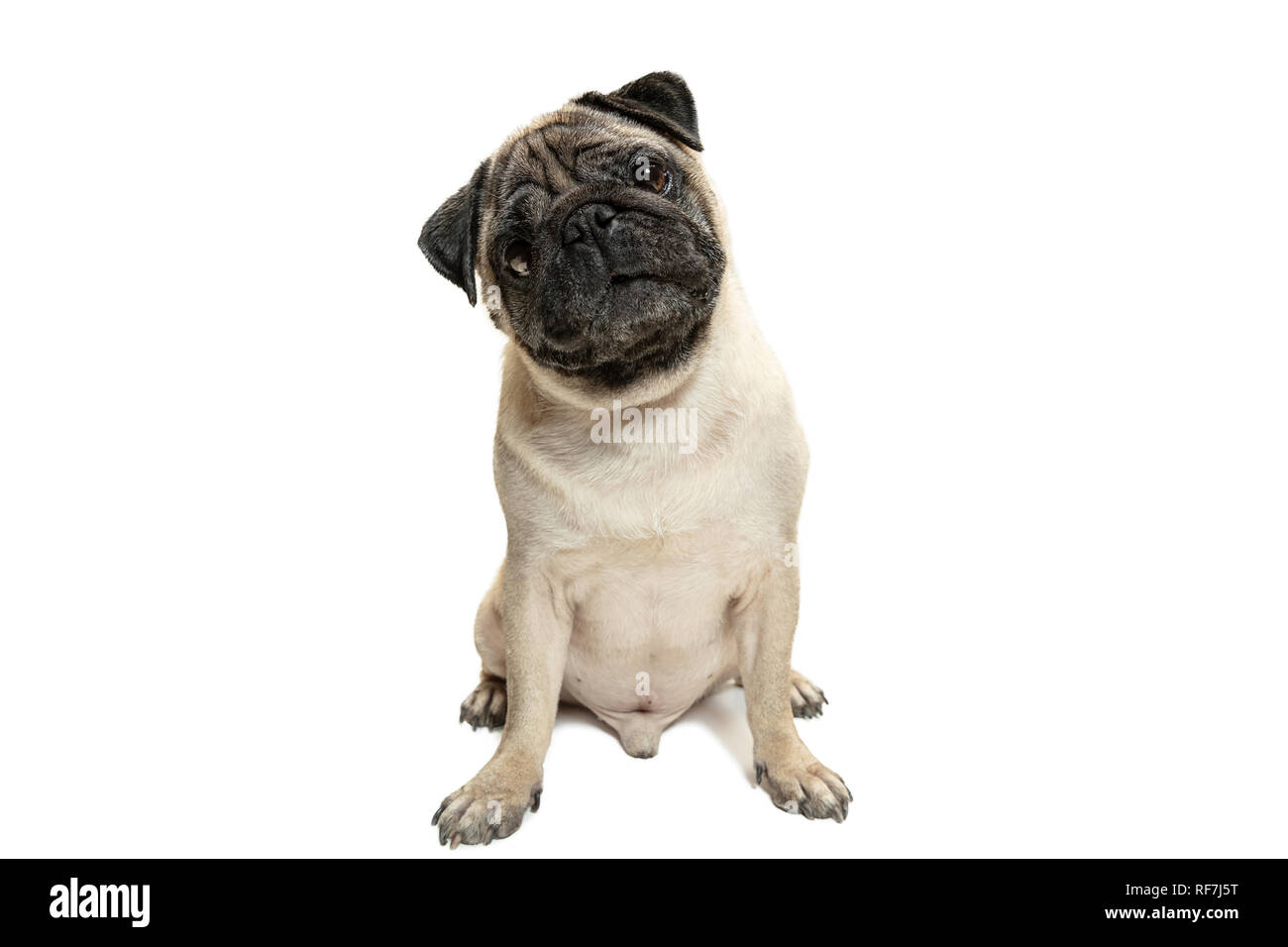 Cute animal chien race pug assis et sourire de bonheur de se sentir si  drôle et de faire face. Chien de race pure et intelligente isolé sur fond  blanc. Le concept sympathique