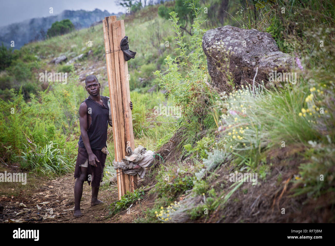 Des travailleurs portent des bandes de braconniers disparition illégalement coupé, Cèdre Mulanje Widdringtonia whytei, bas mont Mulanje, Malawi Banque D'Images