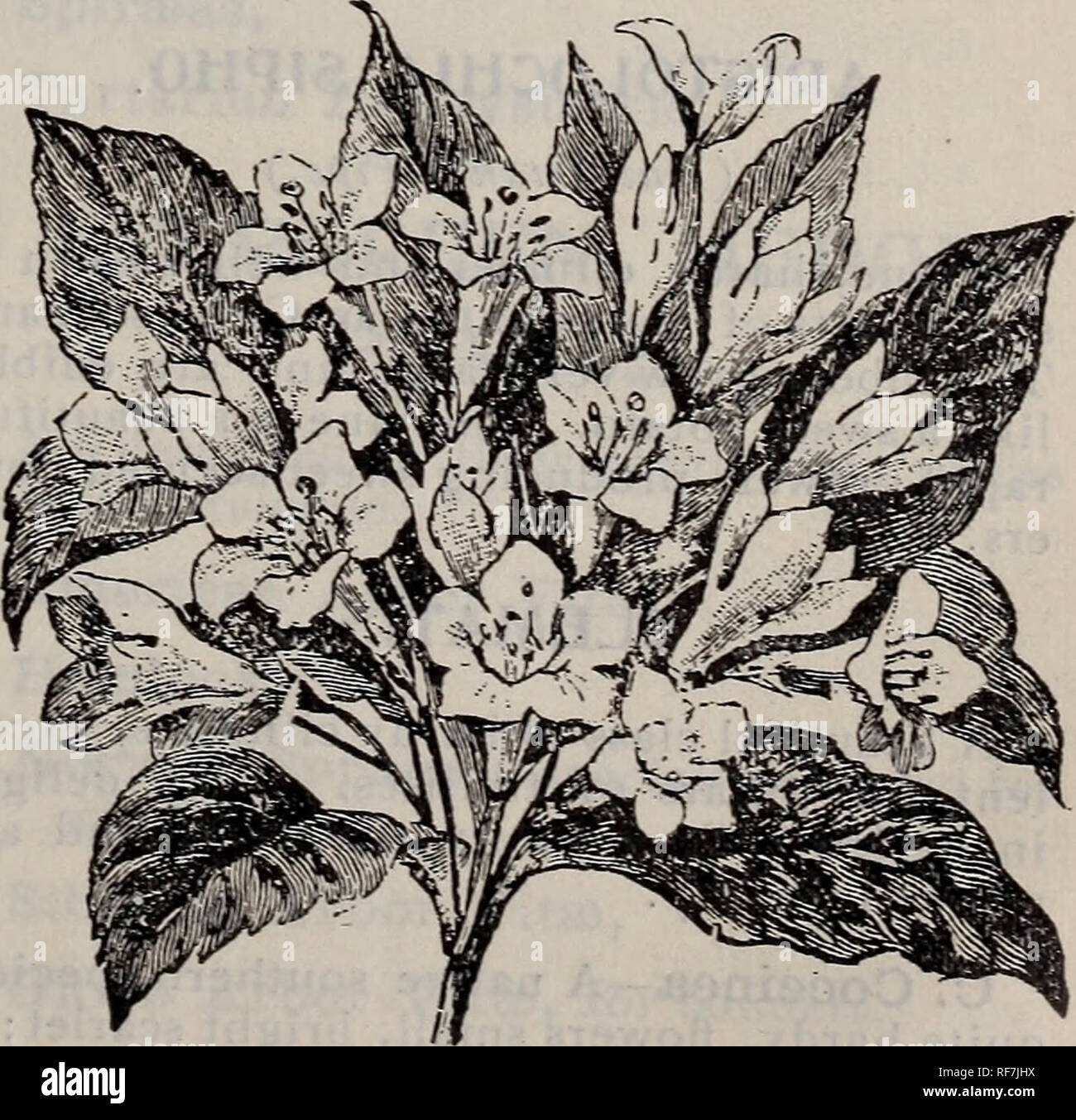 . L'Illustre et catalogue descriptif des fruits et des arbres d'ornement, conifères, arbustes, plantes grimpantes, plants de petits fruits, etc.. Pépinière Saint Louis Missouri catalogues ; pépinières (Horticulture) Saint Louis Missouri Plants des arbres de fruits ; Catalogues Catalogues Catalogues ; les fruits ; plantes ornementales ; catalogues, catalogues des Plants des Arbres arbustes ; les catalogues. H. J. WEBER &AMP ; FILS NURSERY CO. 45 S. Prunif mini-très distinct, avec de nombreuses petites-, double fleurs blanches, floraison précoce. S. Reevesii-Un des plus ornamen- tal. Fleurs voyantes, blanc pur, en ombelles et très nombreux. S, reevesii PI. PI. - Une perf Banque D'Images