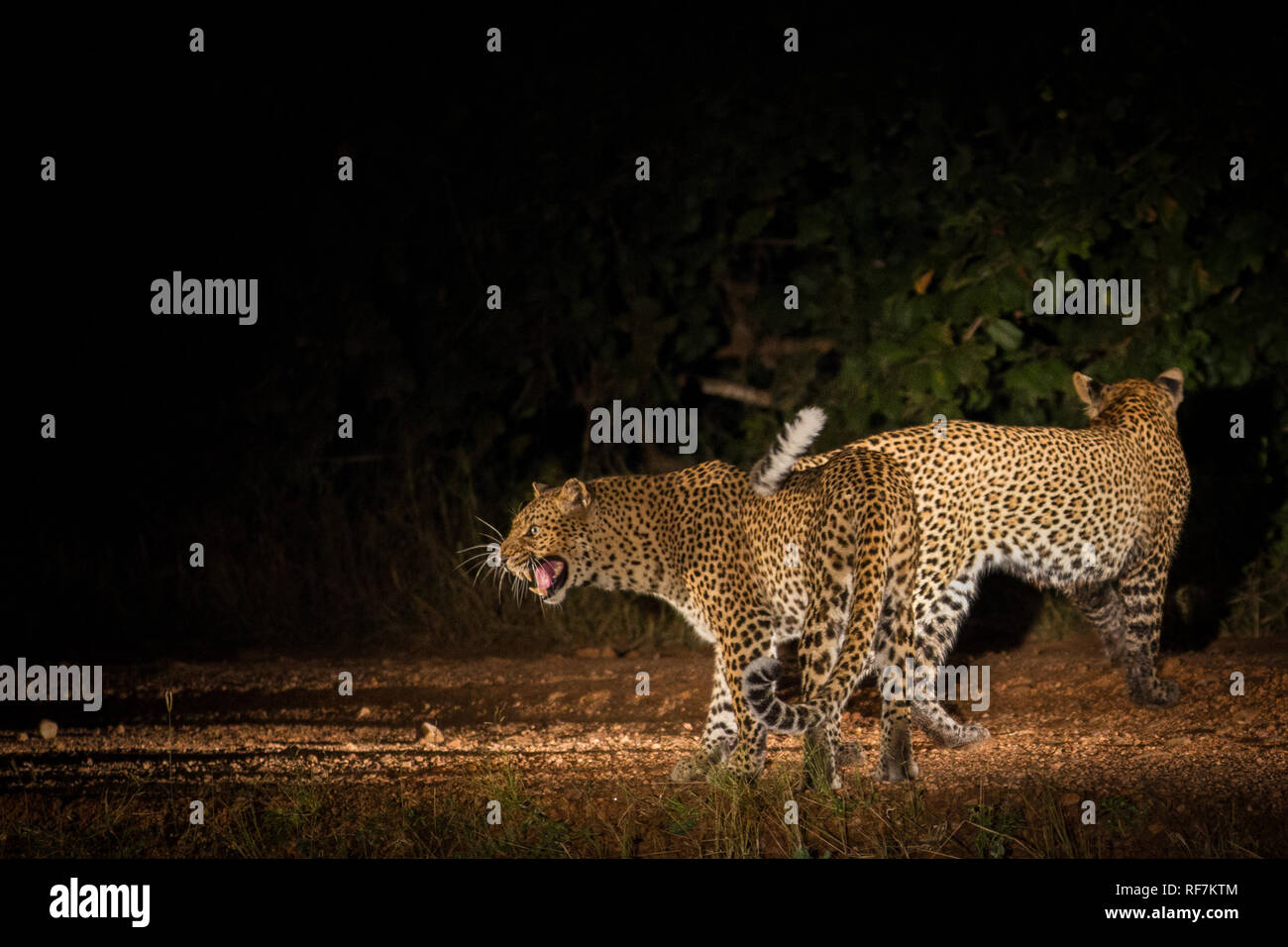 Le Parc National de South Luangwa, en Zambie est parmi les destinations les plus populaires pour les safaris et procure un affichage de Leopard. Banque D'Images Le Parc National de South Luangwa, en Zambie est parmi les destinations les plus populaires pour les safaris et procure un affichage de Leopard. Banque D'Images