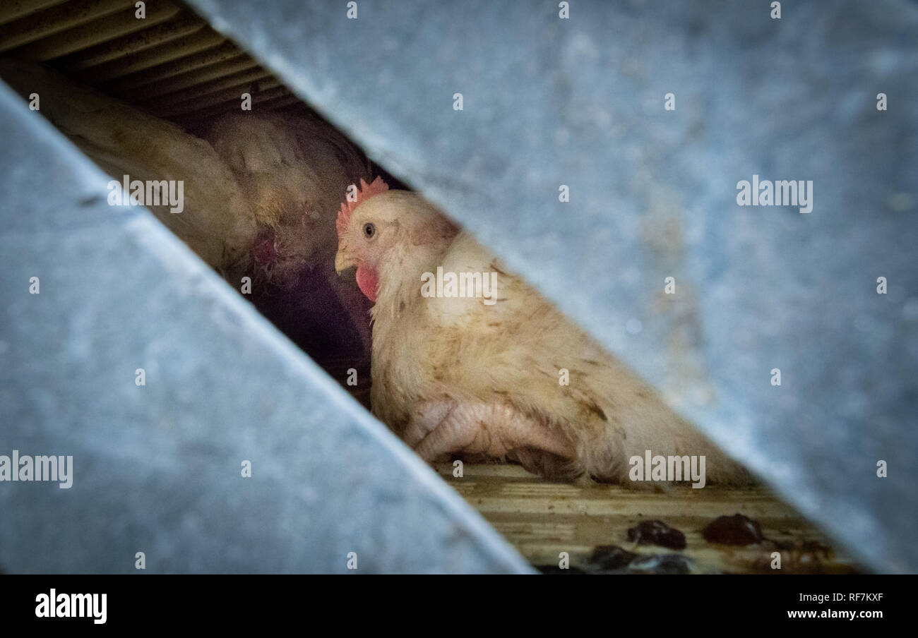 Bouleversée et épuisé des poulets à griller en caisse de transport sur camion en attendant dehors abattoir. Vancouver, Colombie-Britannique, Canada. Banque D'Images