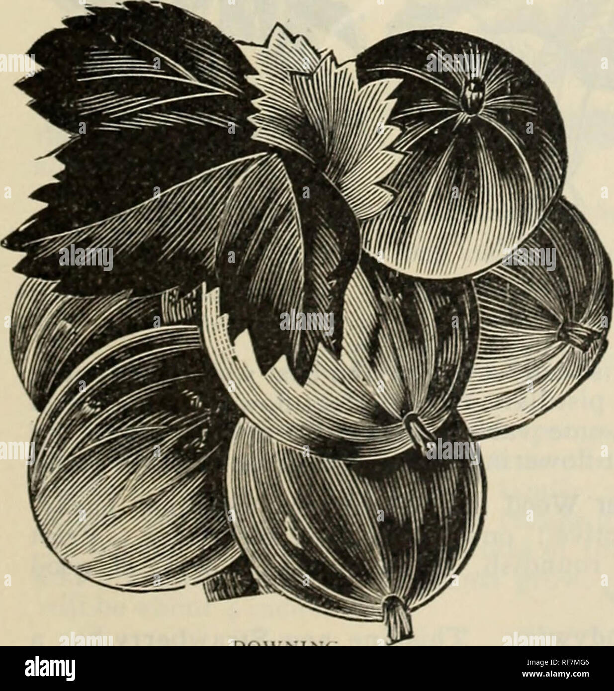 . Ornementales et des arbres, arbustes, roses, etc., 1901-1902. Pépinières (Horticulture), l'Iowa, catalogues, des arbres fruitiers, des catalogues, des arbres ornementaux, catalogues, des arbustes, des catalogues ; Roses, catalogues. Pépinières centrale - Choix Fruits 25 PEARL de groseille. Groseilles La groseille se plaît dans un sol riche, extrêmement profond, dans l'ombre partielle, comme recommandé pour les groseilles, et en le paillage. Qui, c'est familiariser avec ses différents usages, et sait les plaisirs d'une bonne tarte Groseille, aurait volontiers plus jamais être sans ce plus de fruits sains. Et Groseilles à grappes n'ont jamais reçu Banque D'Images