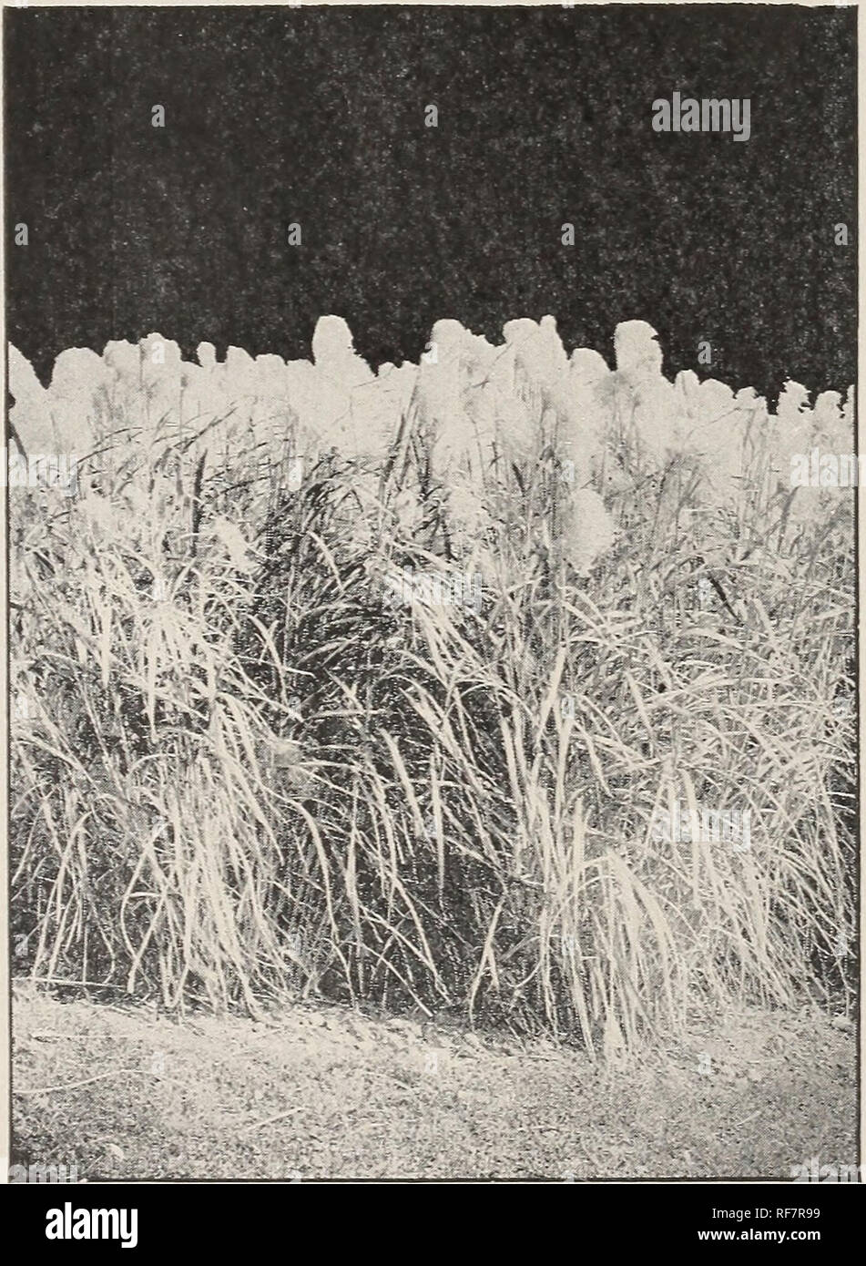 . Catalogue Général des arbres fruitiers et ornementaux : arbustes, roses, pivoines, petits fruits, etc., etc.. Pépinière New York (État) Rochester ; Catalogues Catalogues des plants des arbres de fruits ; fruits ; Catalogues Catalogues des Plants des Arbres, arbustes, plantes ornementales plantes ; catalogues ; Catalogues Catalogues Roses. Entreprise PÉPINIÈRE CHARLTON DIANTHUS. Barbatus (Sweet William)-fleurs en différentes couleurs, à tête plate. Un vieux favori. DICENTRA, OU DIELYTRA (Le Cœur). Spectabilis-A beau, plus curieusement formé, rosy-fleur cramoisie, avec blanc et bleu teinté d'étamines saillantes ; l'une des plus belles plantes de la frontière est : q Banque D'Images