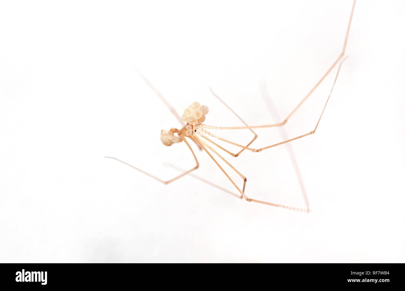 La macro photographie de Daddy Long-Legs Spider avec des oeufs isolés sur arrière-plan Banque D'Images