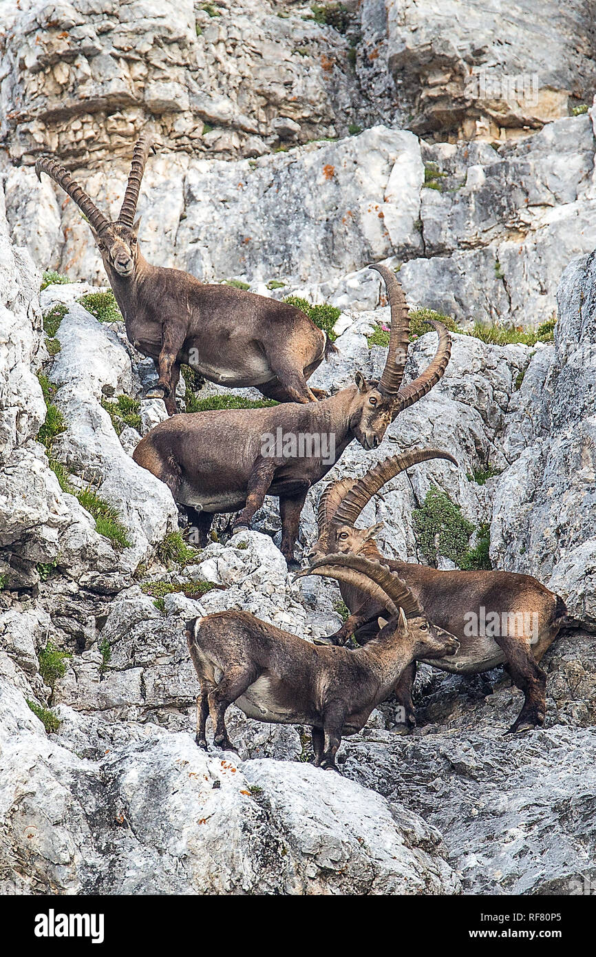 Famille de Bouquetin des Alpes (Capra ibex) Banque D'Images