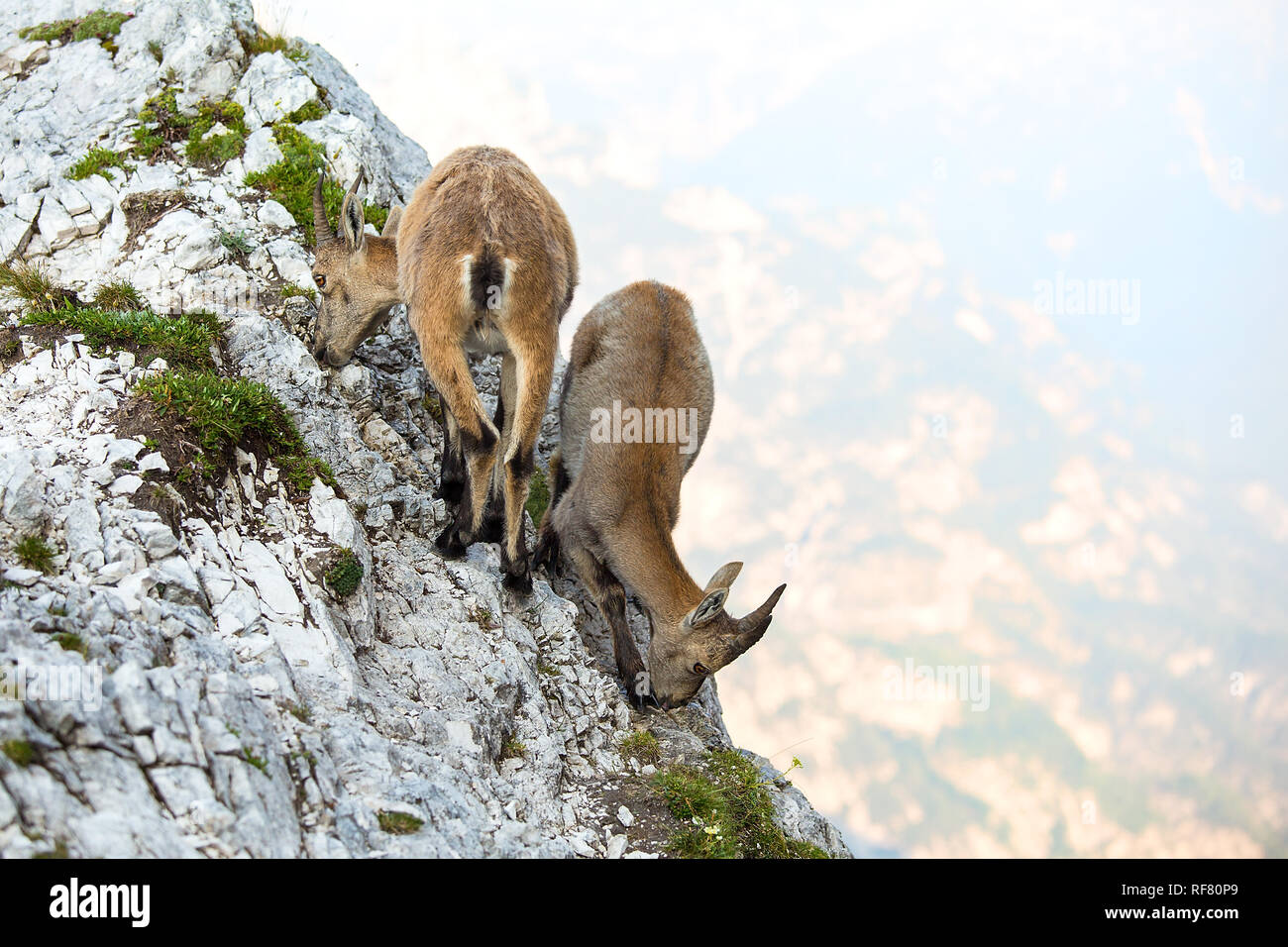 Deux jeunes Bouquetin des Alpes (Capra ibex) Banque D'Images