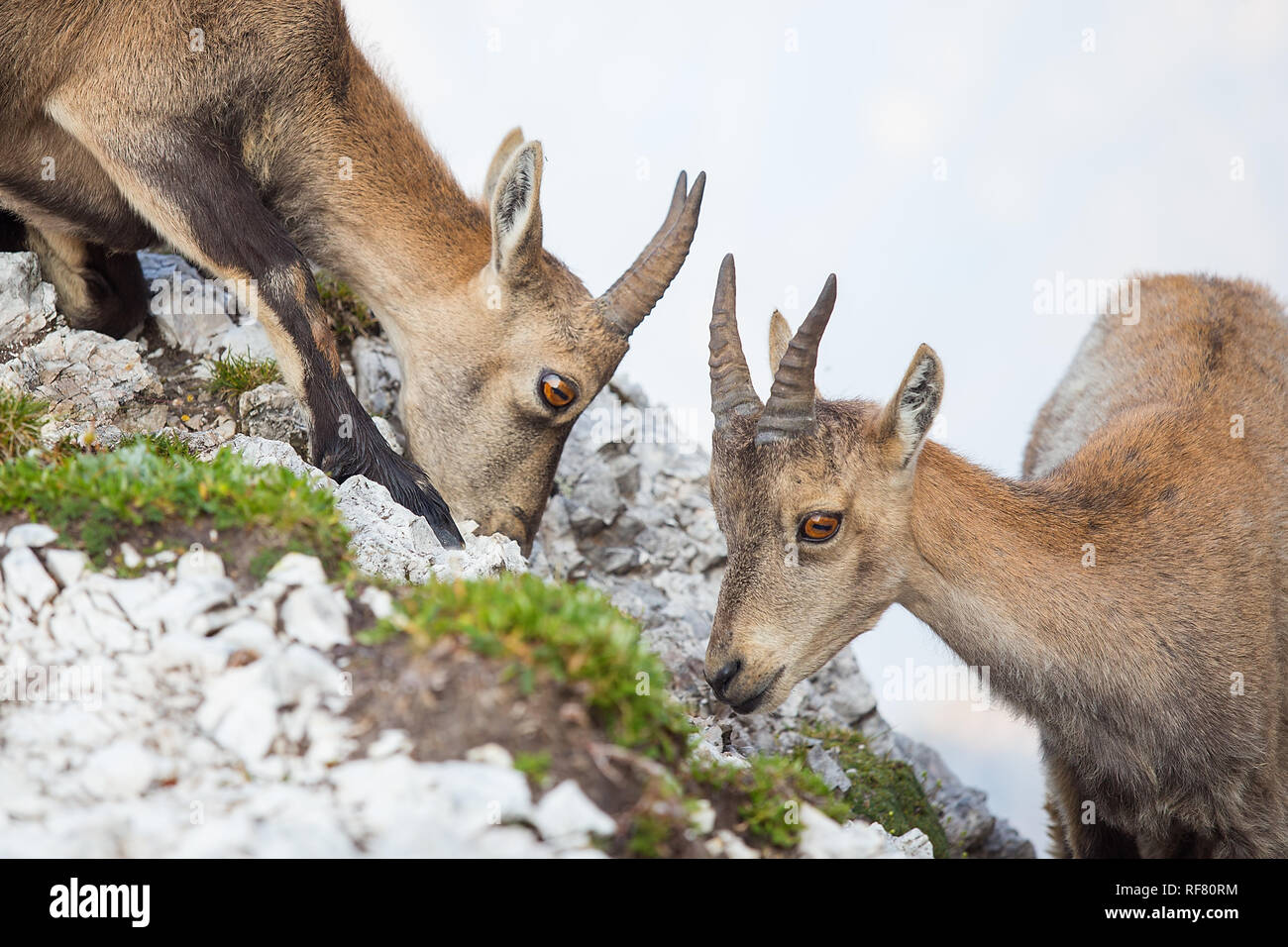 Deux jeunes Bouquetin des Alpes (Capra ibex) Banque D'Images