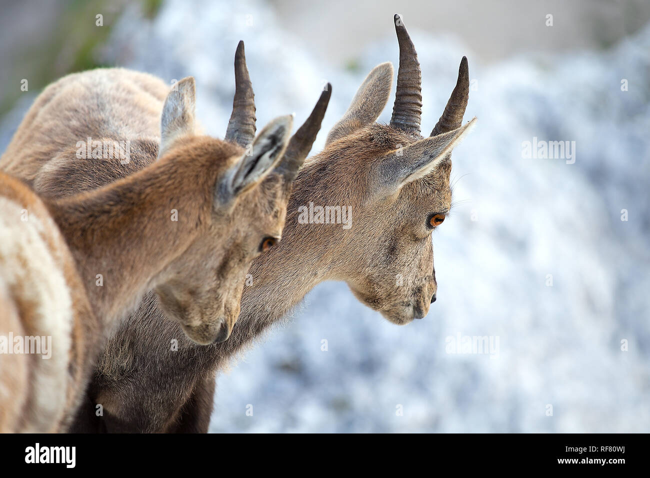 Deux jeunes Bouquetin des Alpes (Capra ibex) Banque D'Images