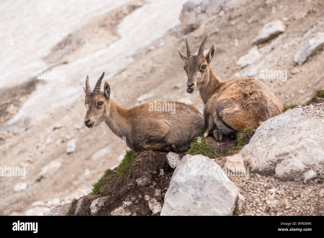 Deux jeunes Bouquetin des Alpes (Capra ibex) Banque D'Images