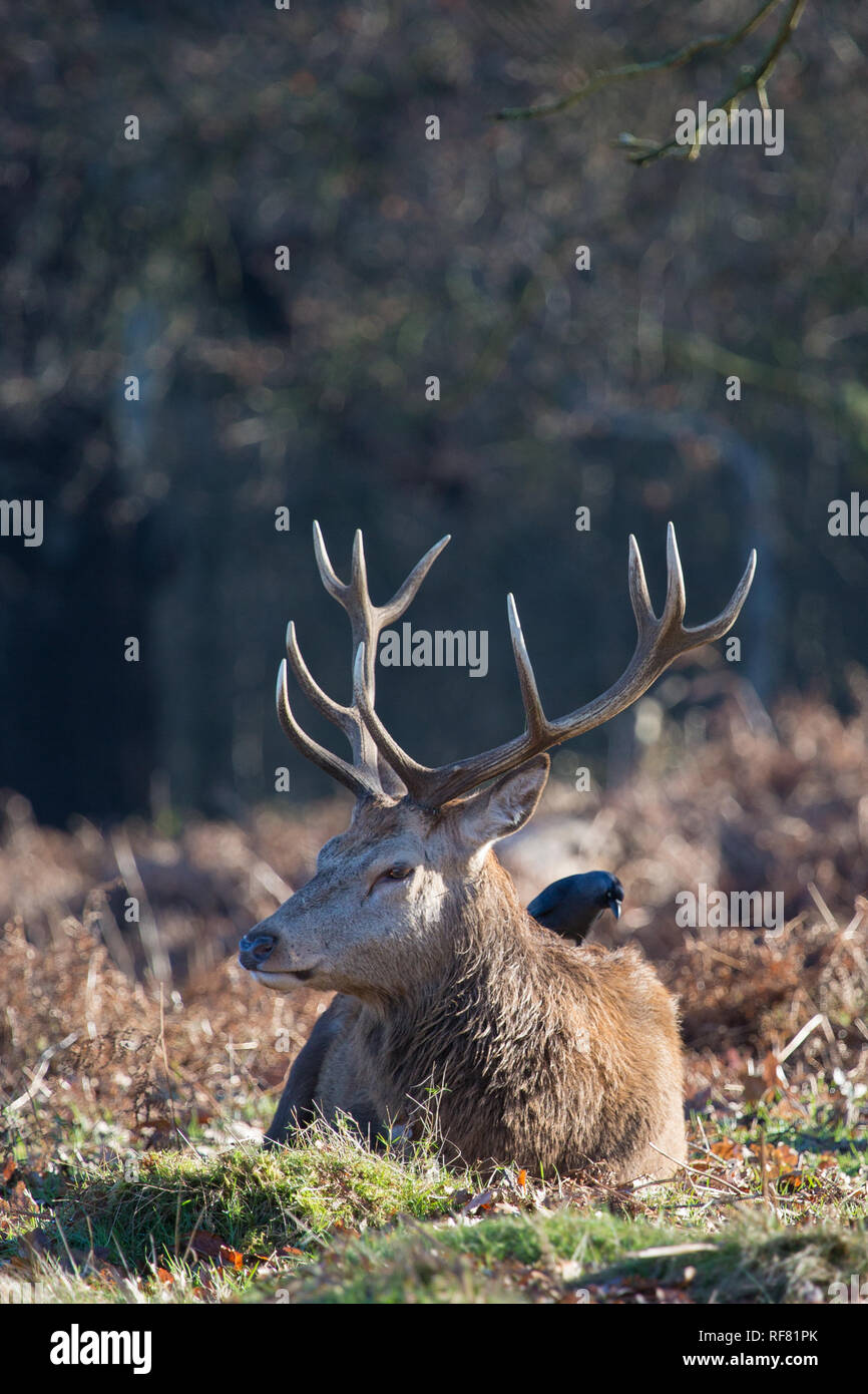 Large Red Deer stag se reposant dans la matinée winter sunshine, Richmond, Londres, 2019 Banque D'Images