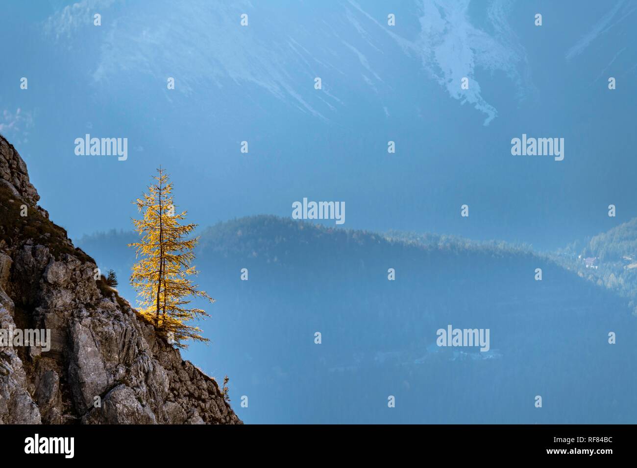 Mélèze (Larix automnales) sur roche, Ehrwald, Loin, Tyrol, Autriche Banque D'Images