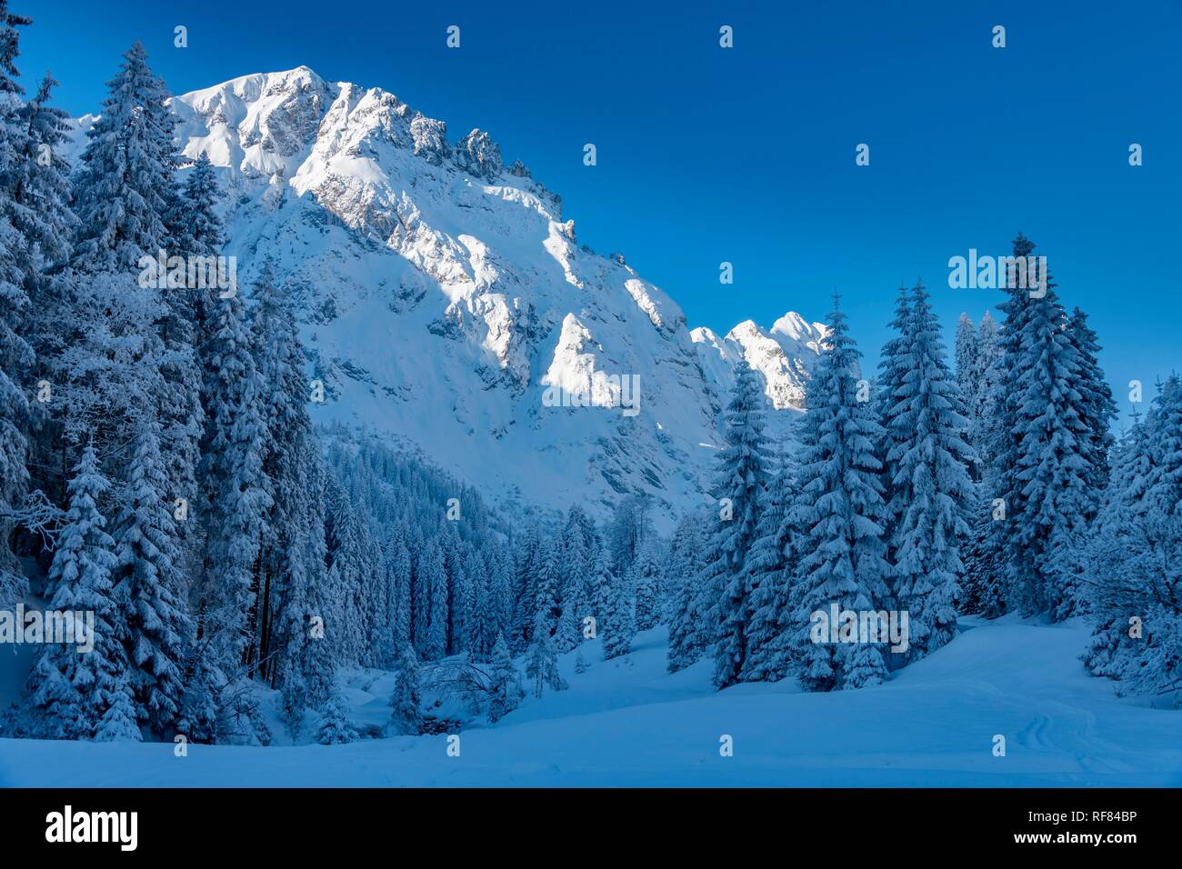 Forêt d'hiver avec la neige des montagnes de l'Allgäu, Reutte, Loin, Tyrol, Autriche Banque D'Images