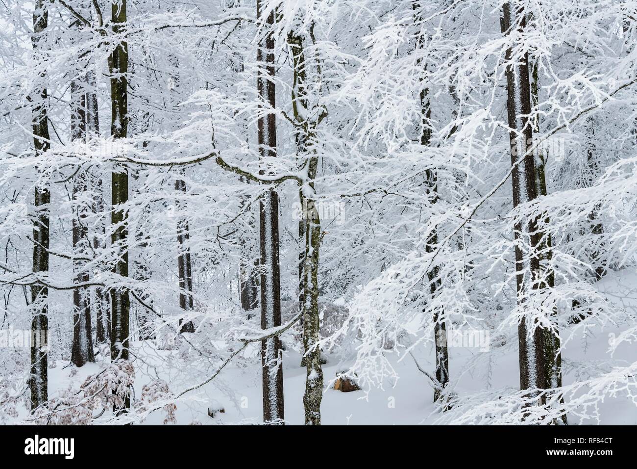 Les hêtres (Fagus), de la forêt, loin de Reutte, Tyrol, Autriche Banque D'Images