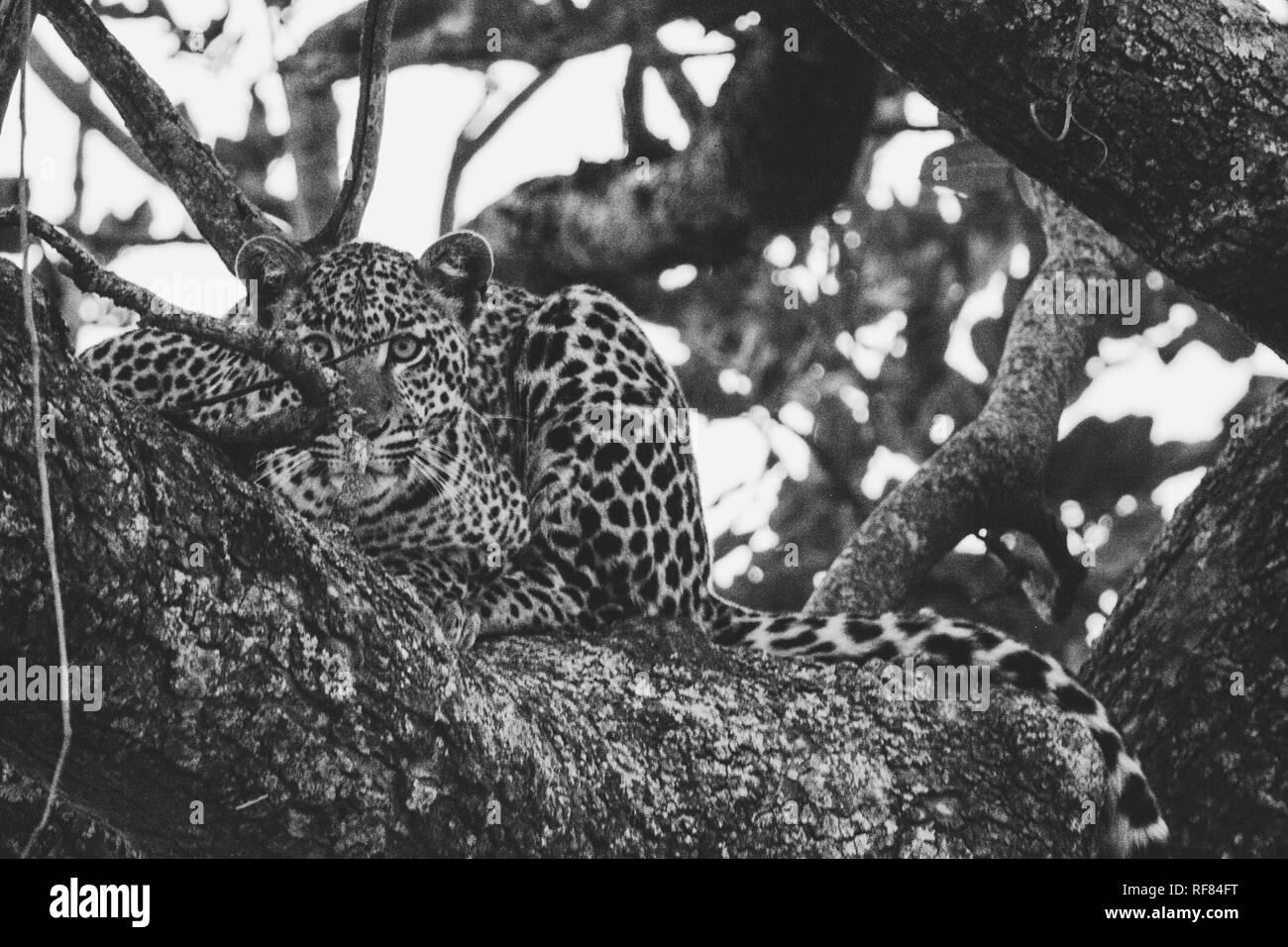 La faune dans le Parc National du Serengeti Banque D'Images